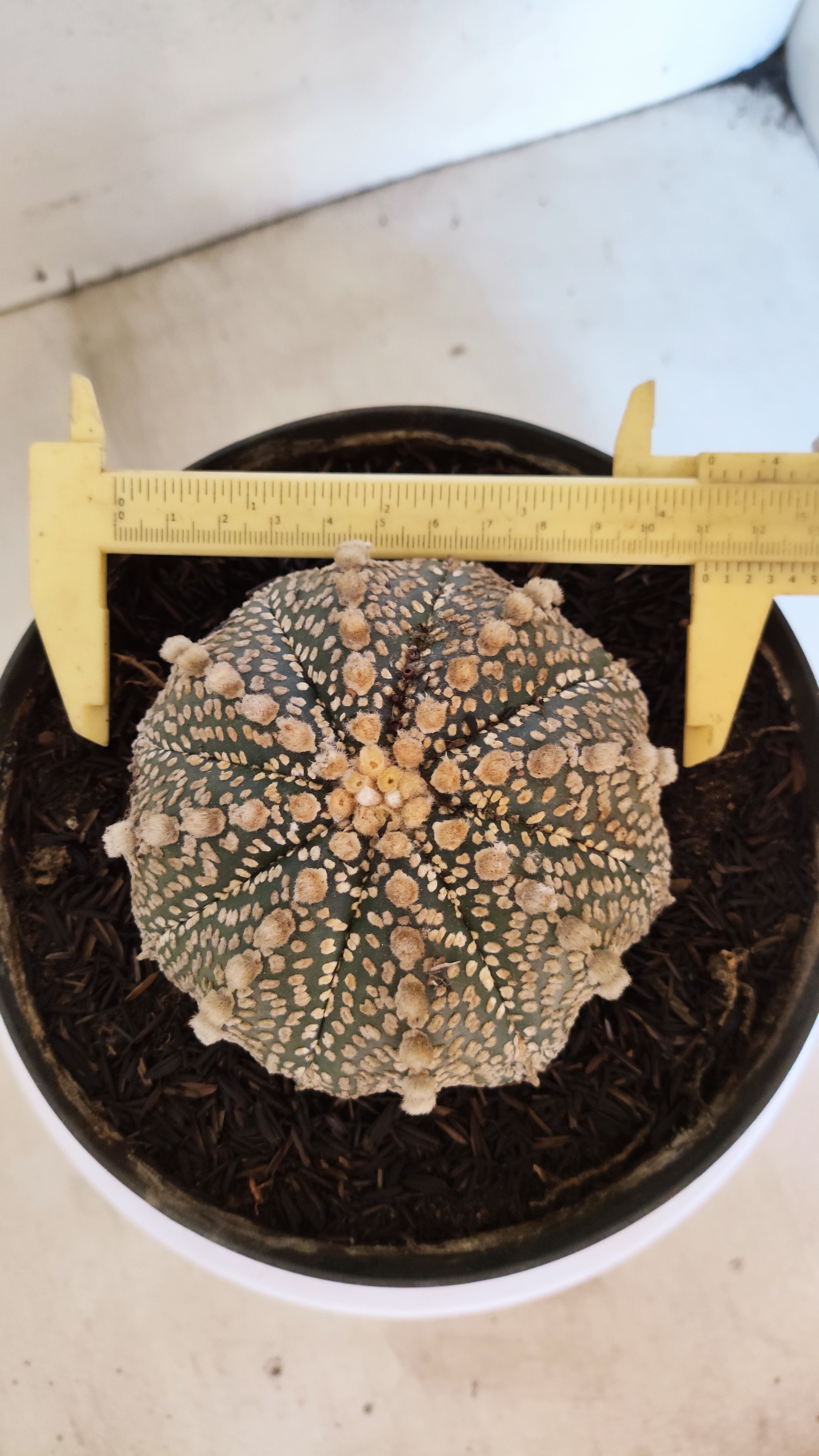 ASTROPHYTUM ASTERIAS "SUPER KABUTO"  Nº 1194 – vaso 17