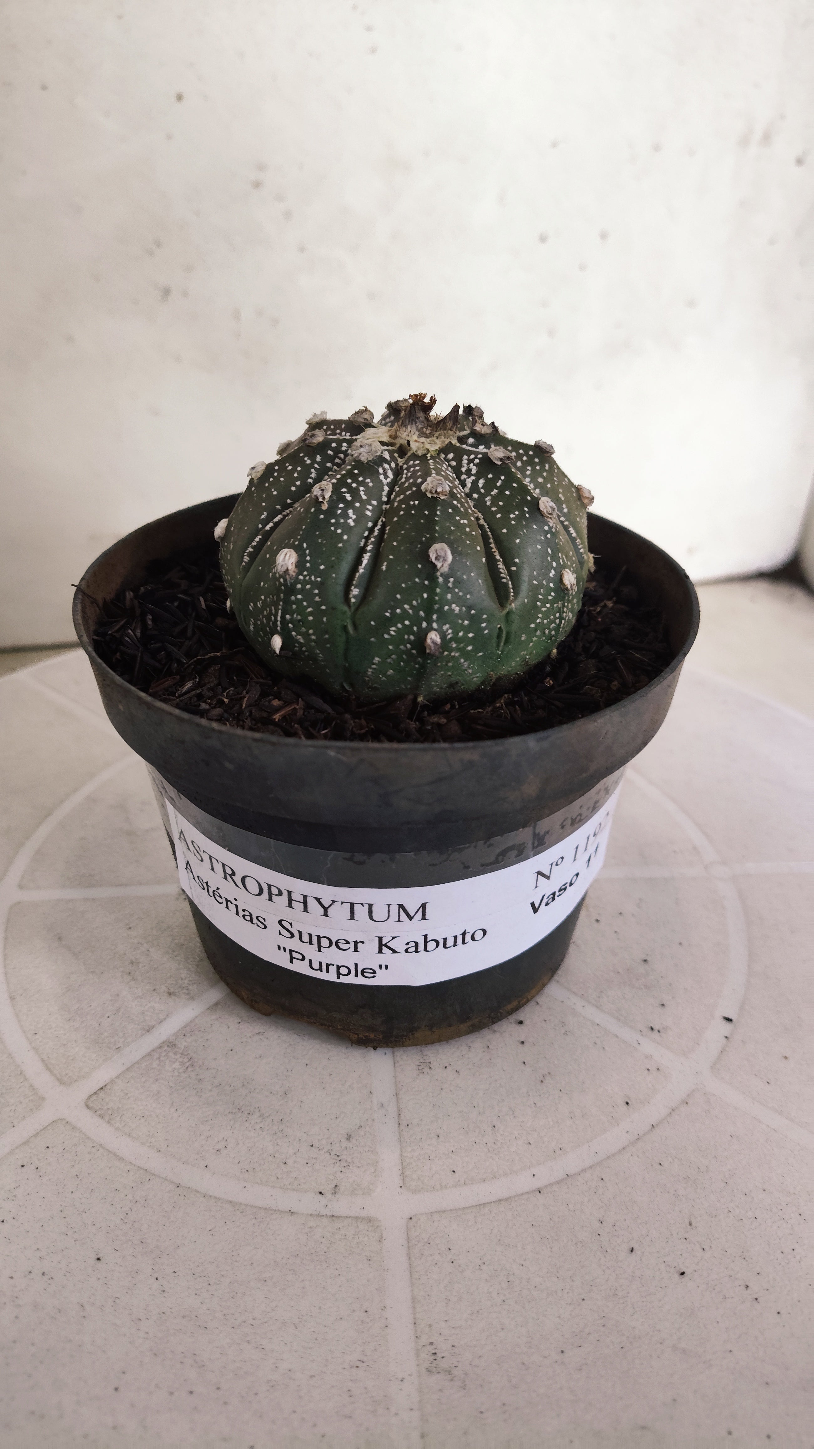 ASTROPHYTUM ASTERIAS SUPER KABUTO "Purple" Nº 1192 – vaso 11