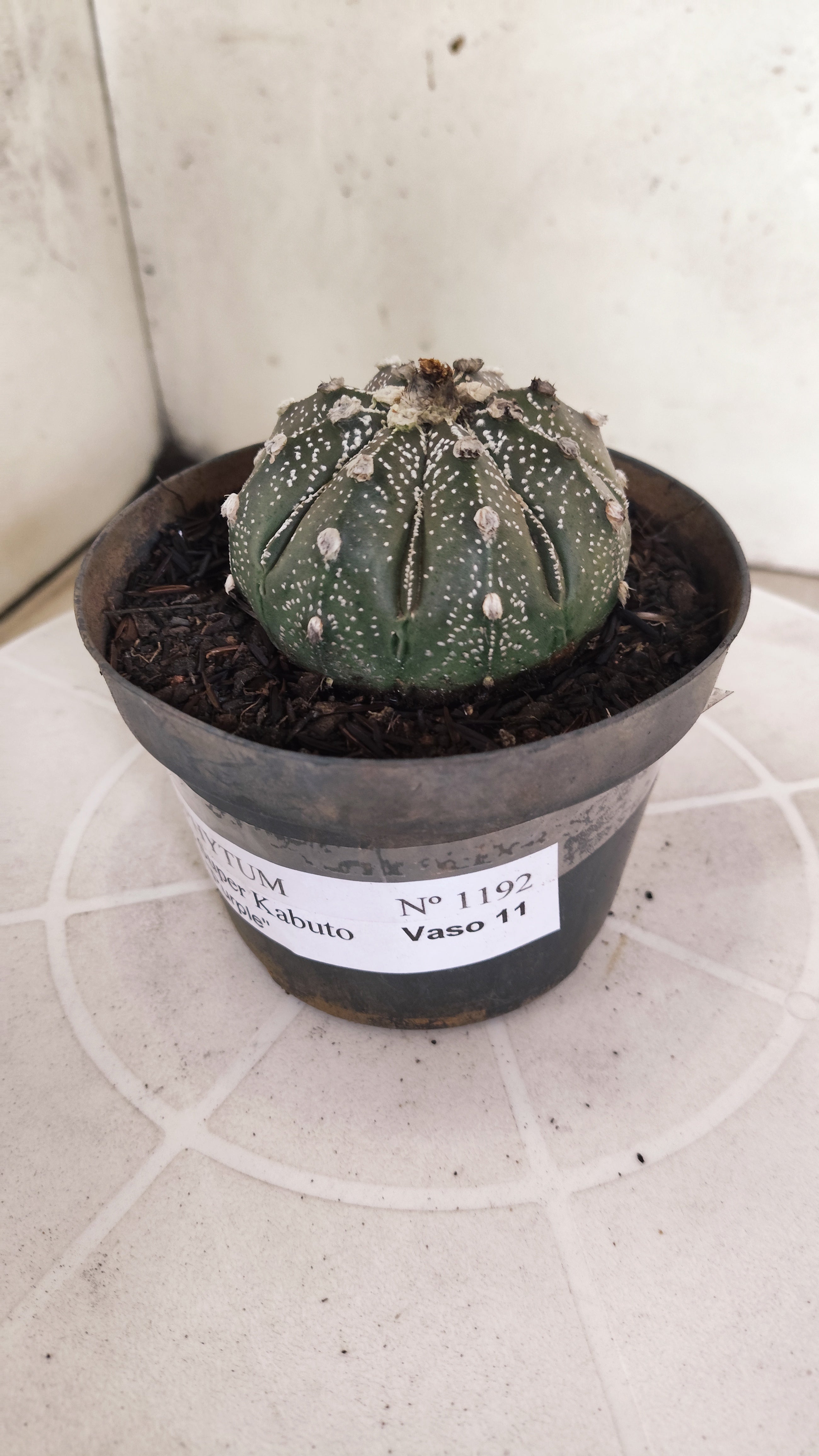 ASTROPHYTUM ASTERIAS SUPER KABUTO "Purple" Nº 1192 – vaso 11