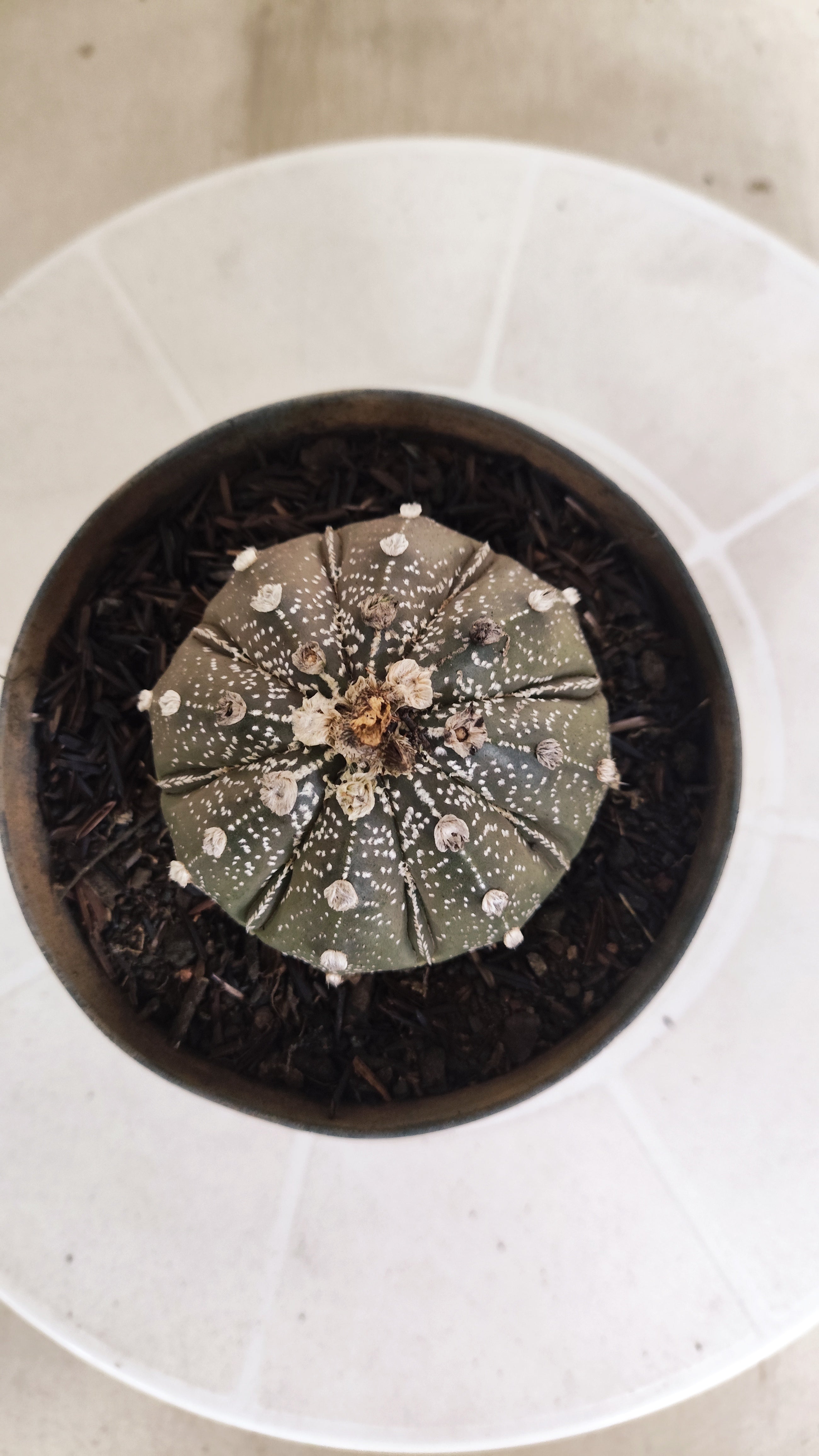 ASTROPHYTUM ASTERIAS SUPER KABUTO "Purple" Nº 1192 – vaso 11