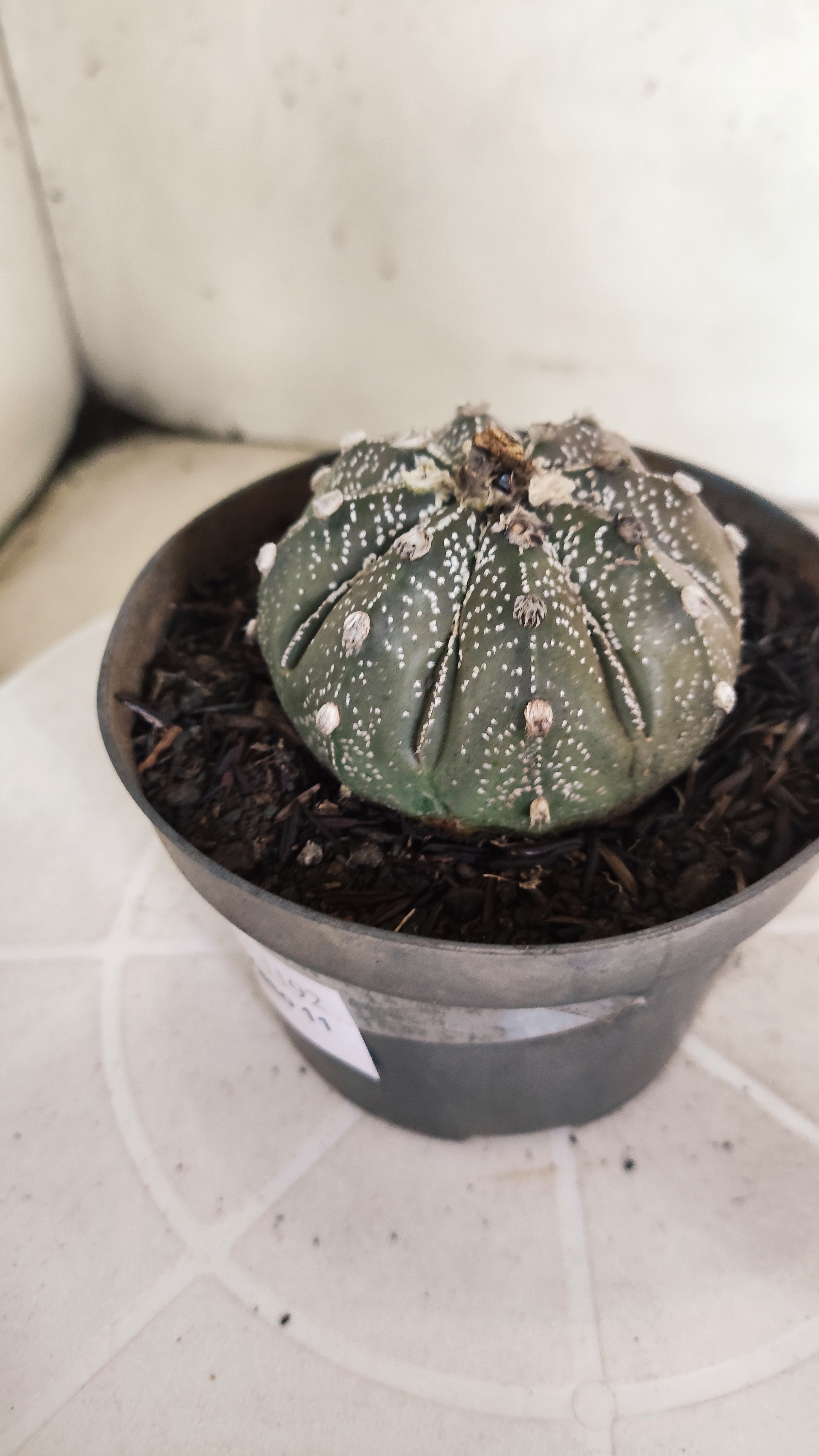 ASTROPHYTUM ASTERIAS SUPER KABUTO "Purple" Nº 1192 – vaso 11