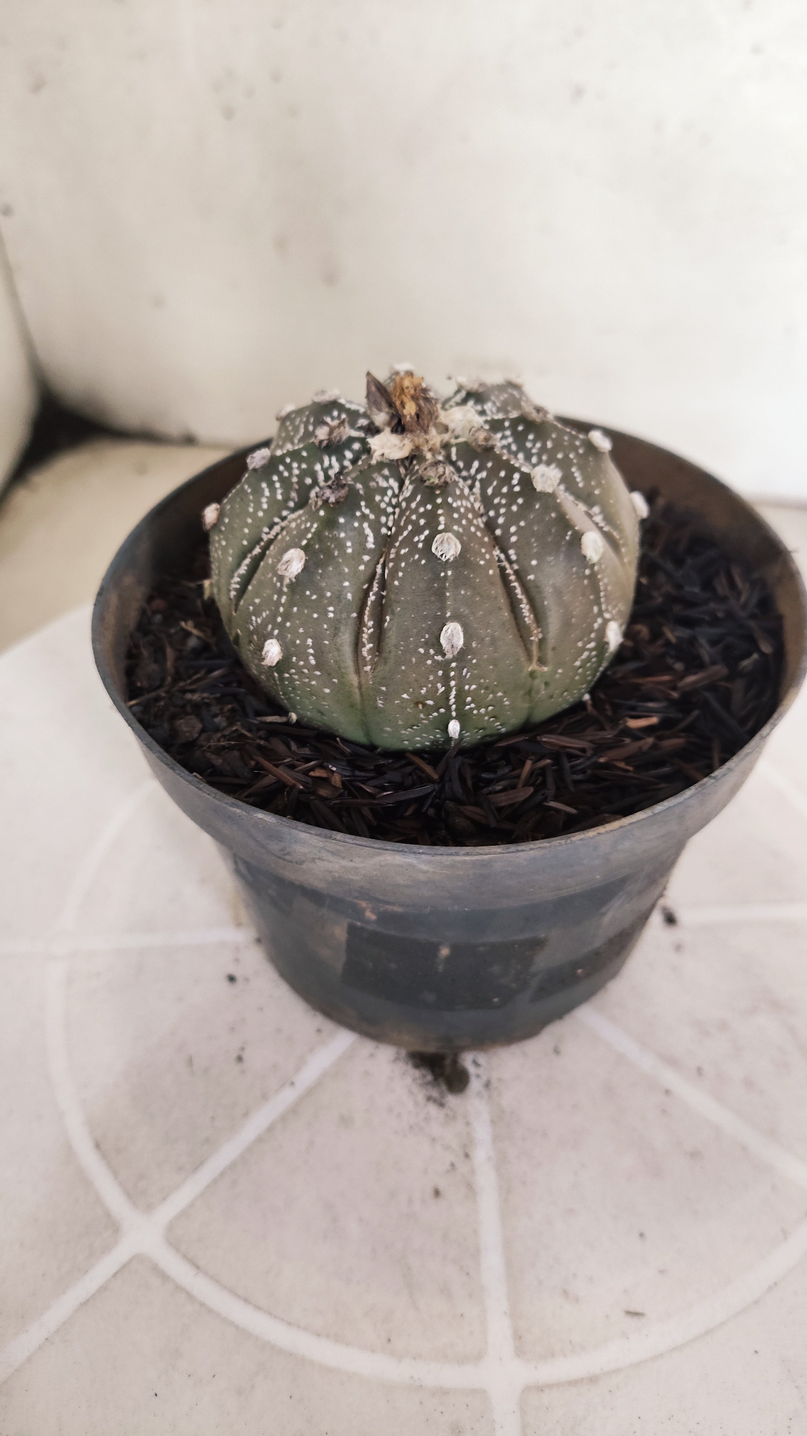 ASTROPHYTUM ASTERIAS SUPER KABUTO "Purple" Nº 1192 – vaso 11