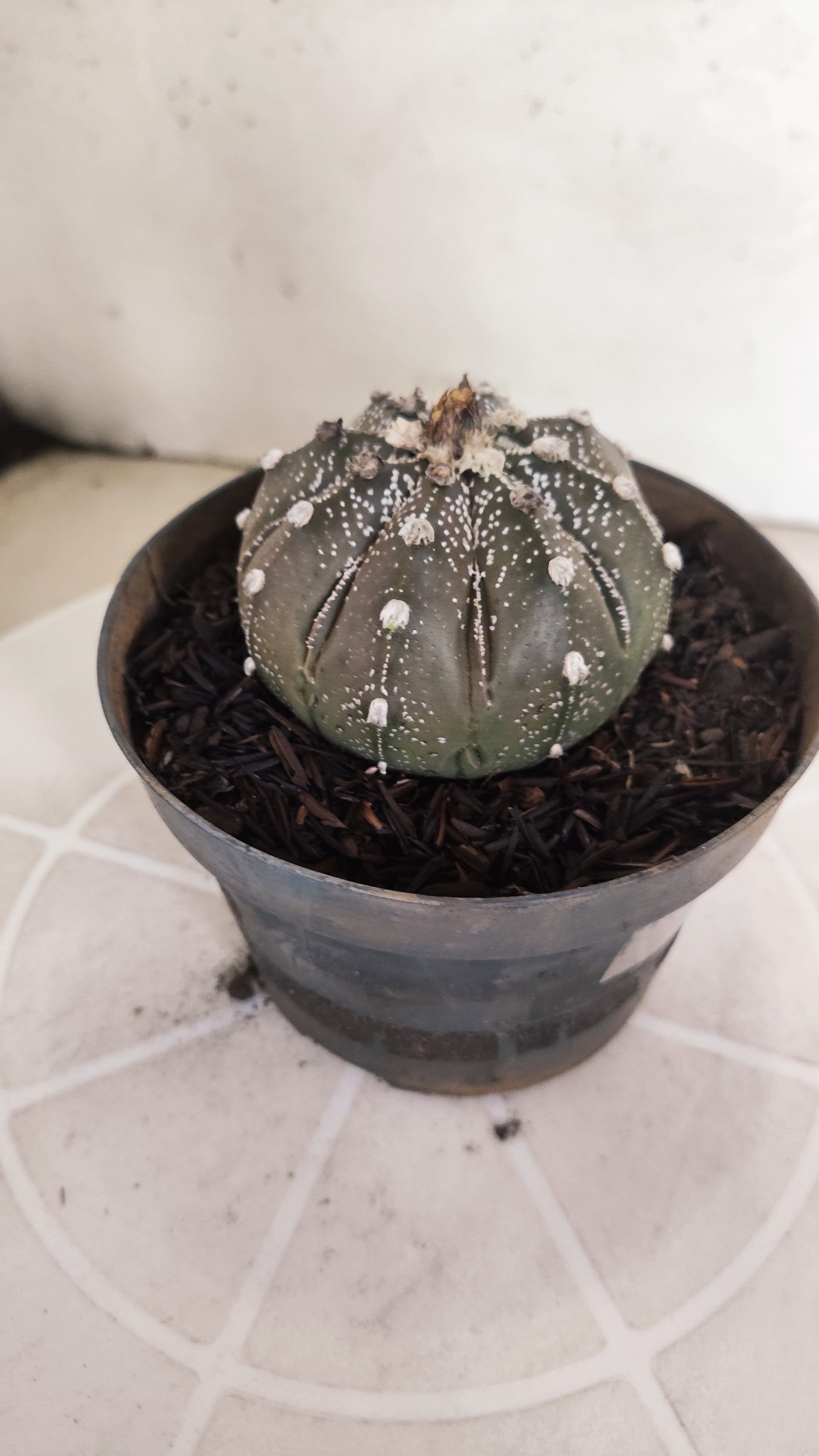 ASTROPHYTUM ASTERIAS SUPER KABUTO "Purple" Nº 1192 – vaso 11