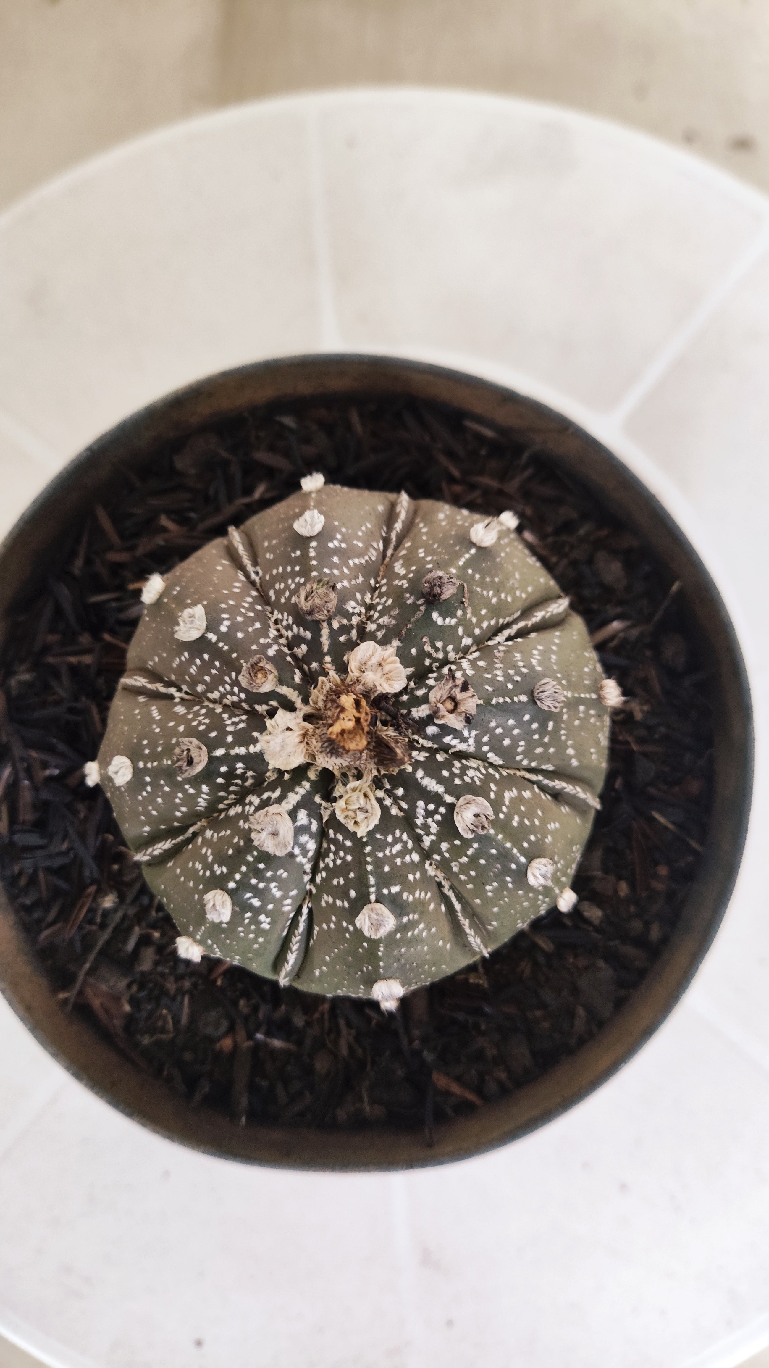 ASTROPHYTUM ASTERIAS SUPER KABUTO "Purple" Nº 1192 – vaso 11