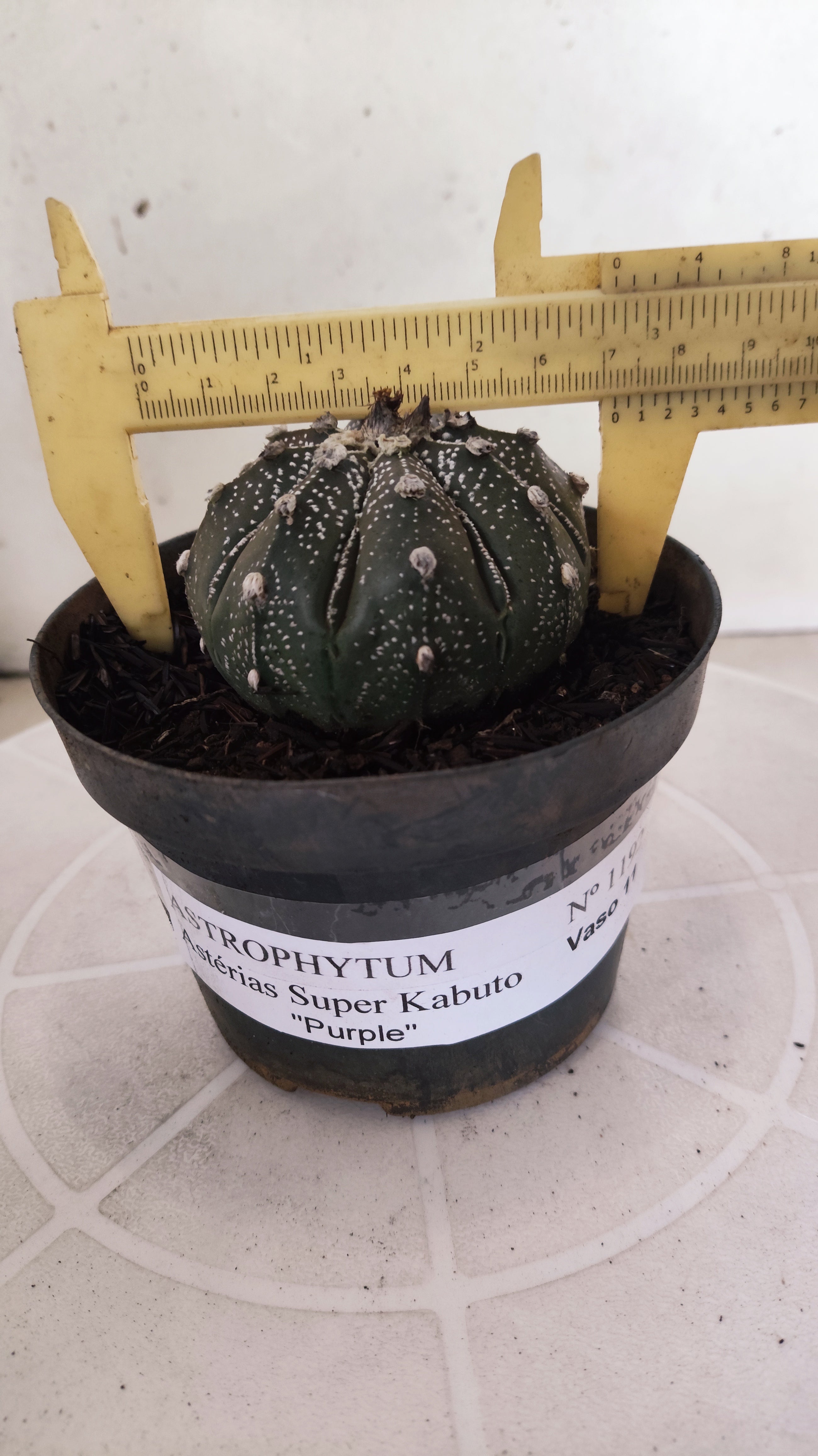 ASTROPHYTUM ASTERIAS SUPER KABUTO "Purple" Nº 1192 – vaso 11