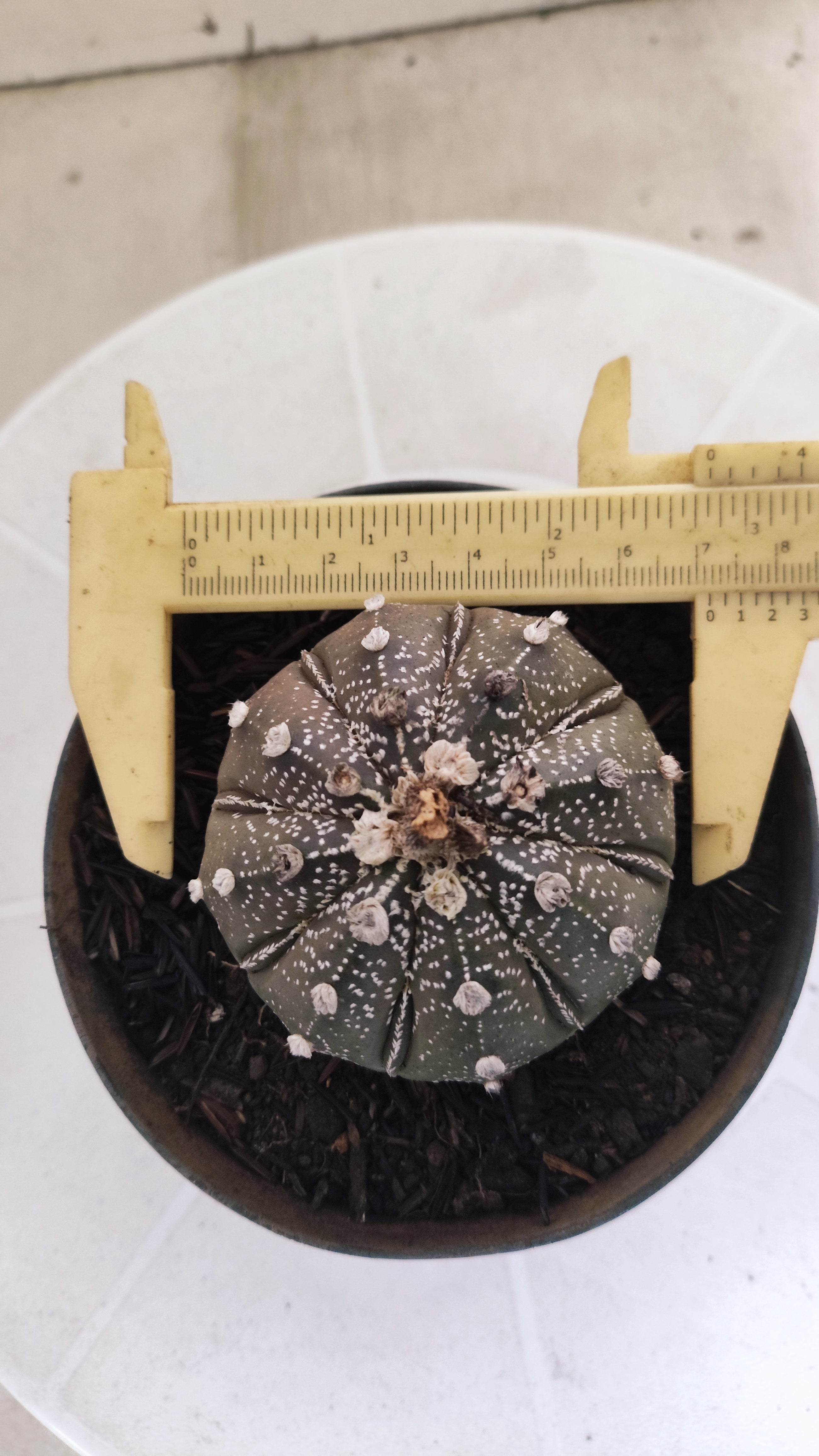 ASTROPHYTUM ASTERIAS SUPER KABUTO "Purple" Nº 1192 – vaso 11