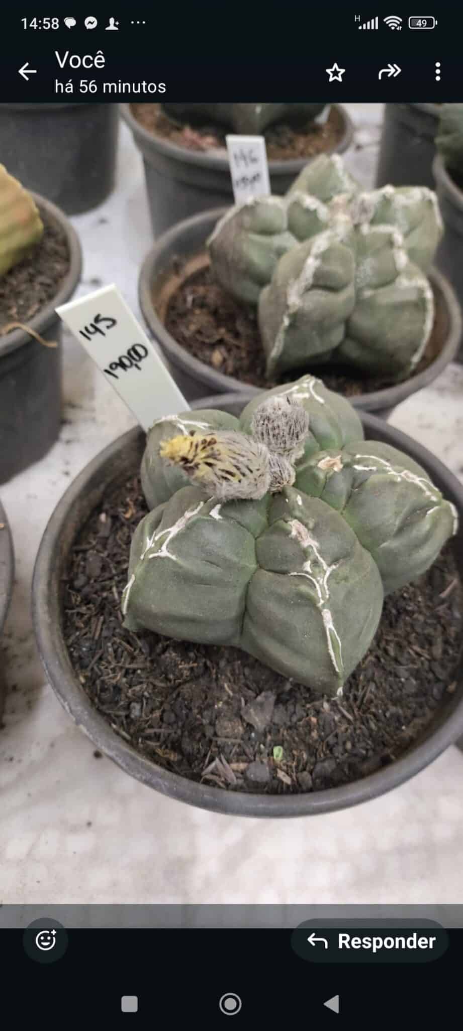 CACTOS LIVE 11/09  Nº 145 – vaso 15 - Adenium Rosa do Deserto