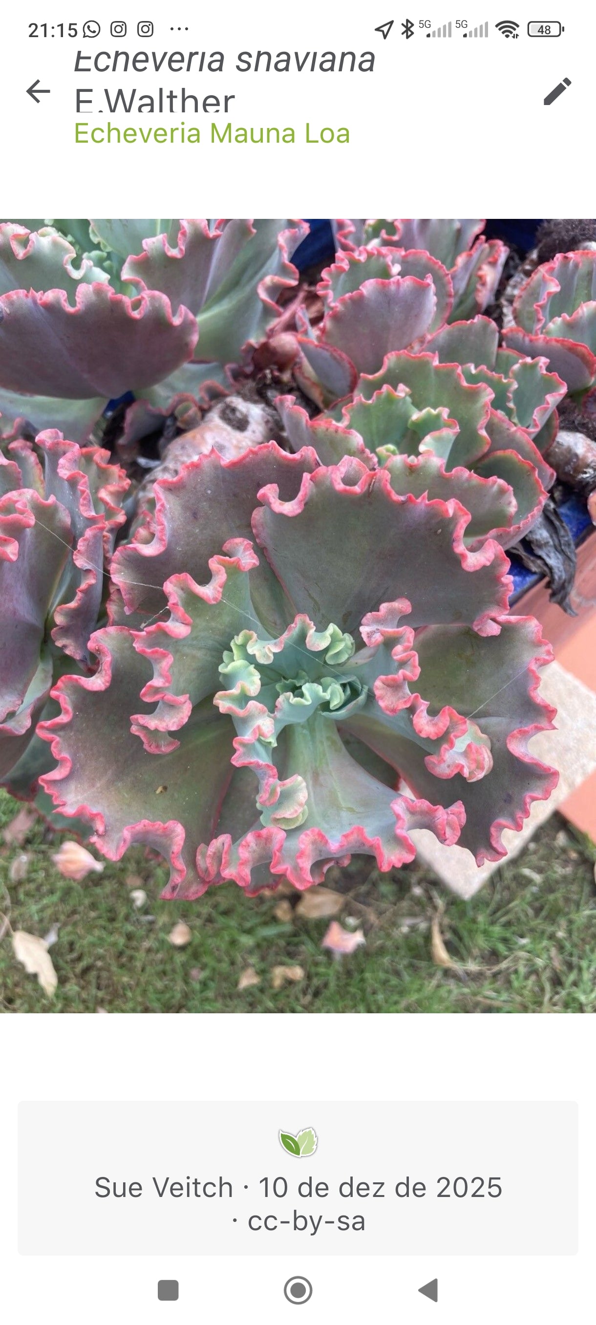 Suculenta Echeveria Shaviana 'MAUNA LOA' N° 50 - Vaso 15