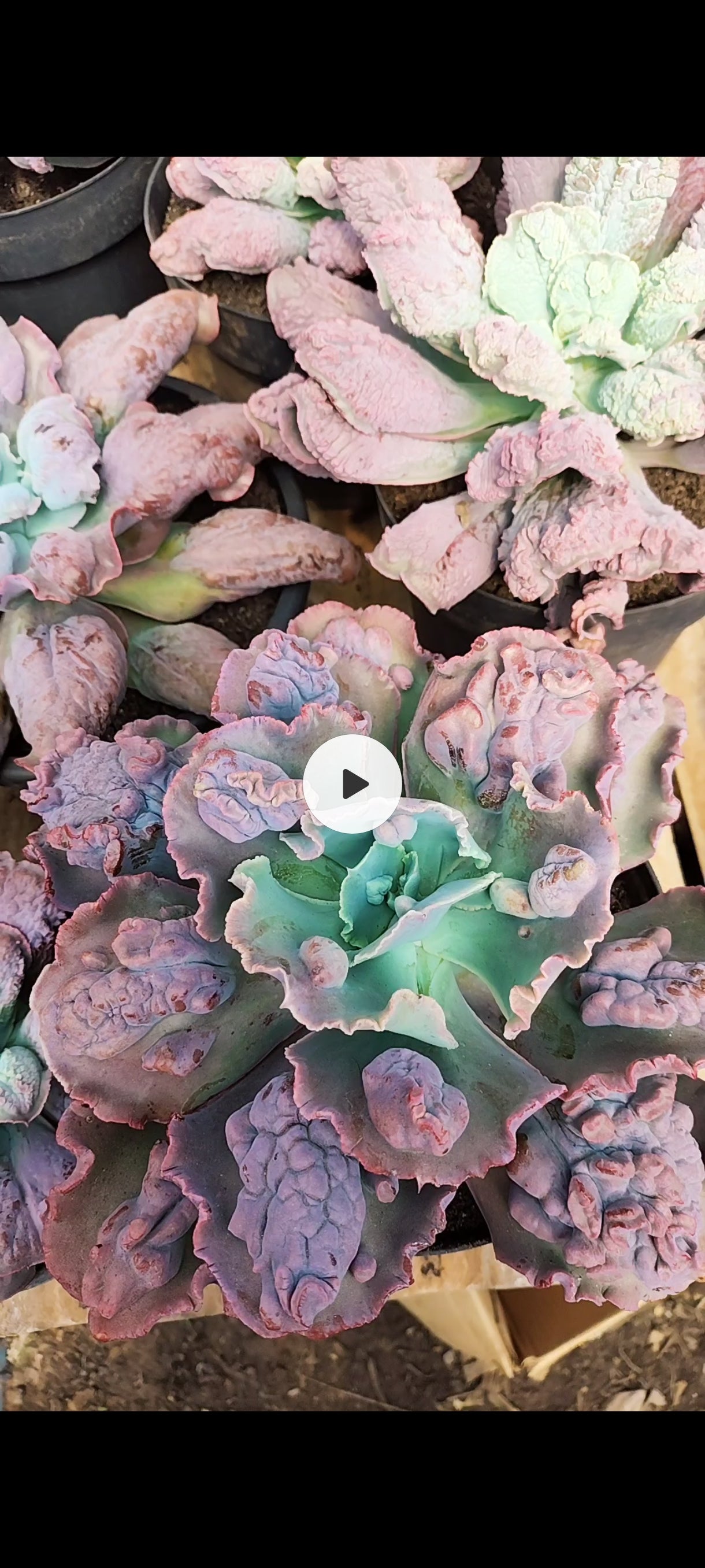 Suculenta Echeveria 'Virginia Lee' N° 60 - Vaso 15