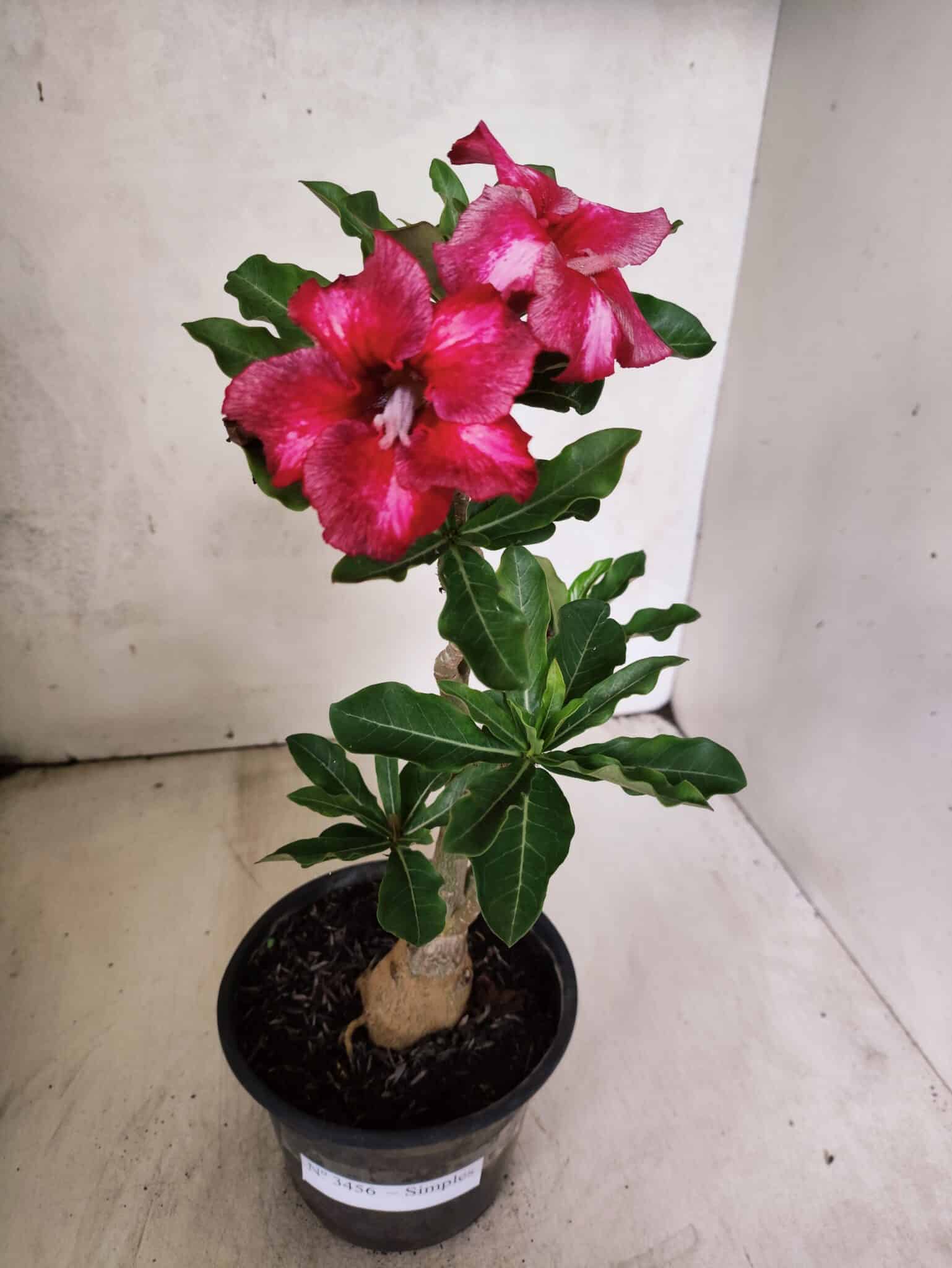 Planta Simples 3456 – 30cm – 02 anos - foto 2