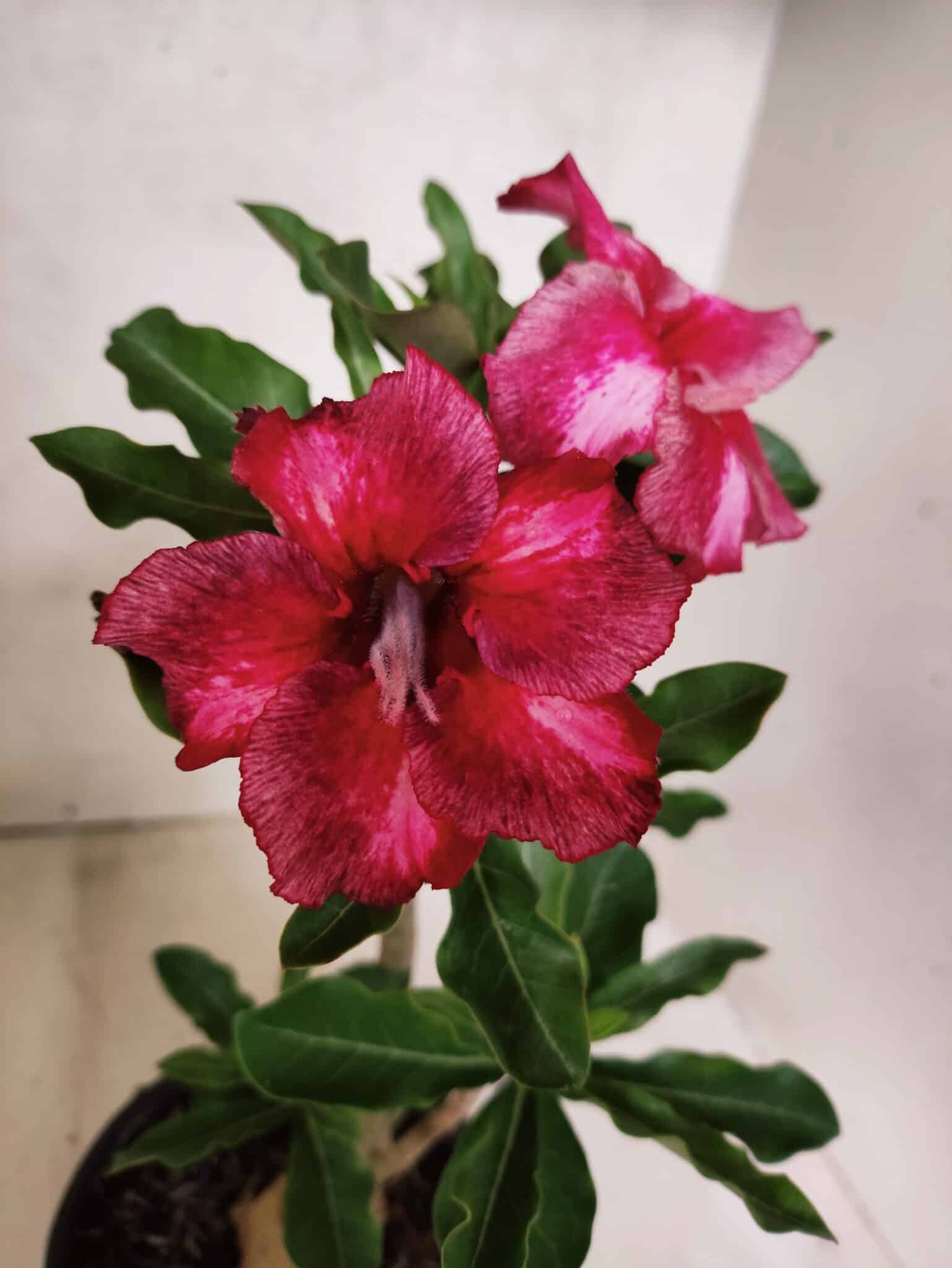 Planta Simples 3456 – 30cm – 02 anos - foto 3