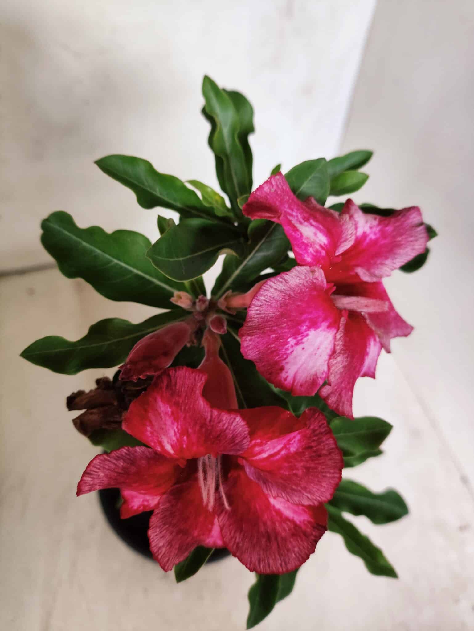 Planta Simples 3456 – 30cm – 02 anos - foto 4