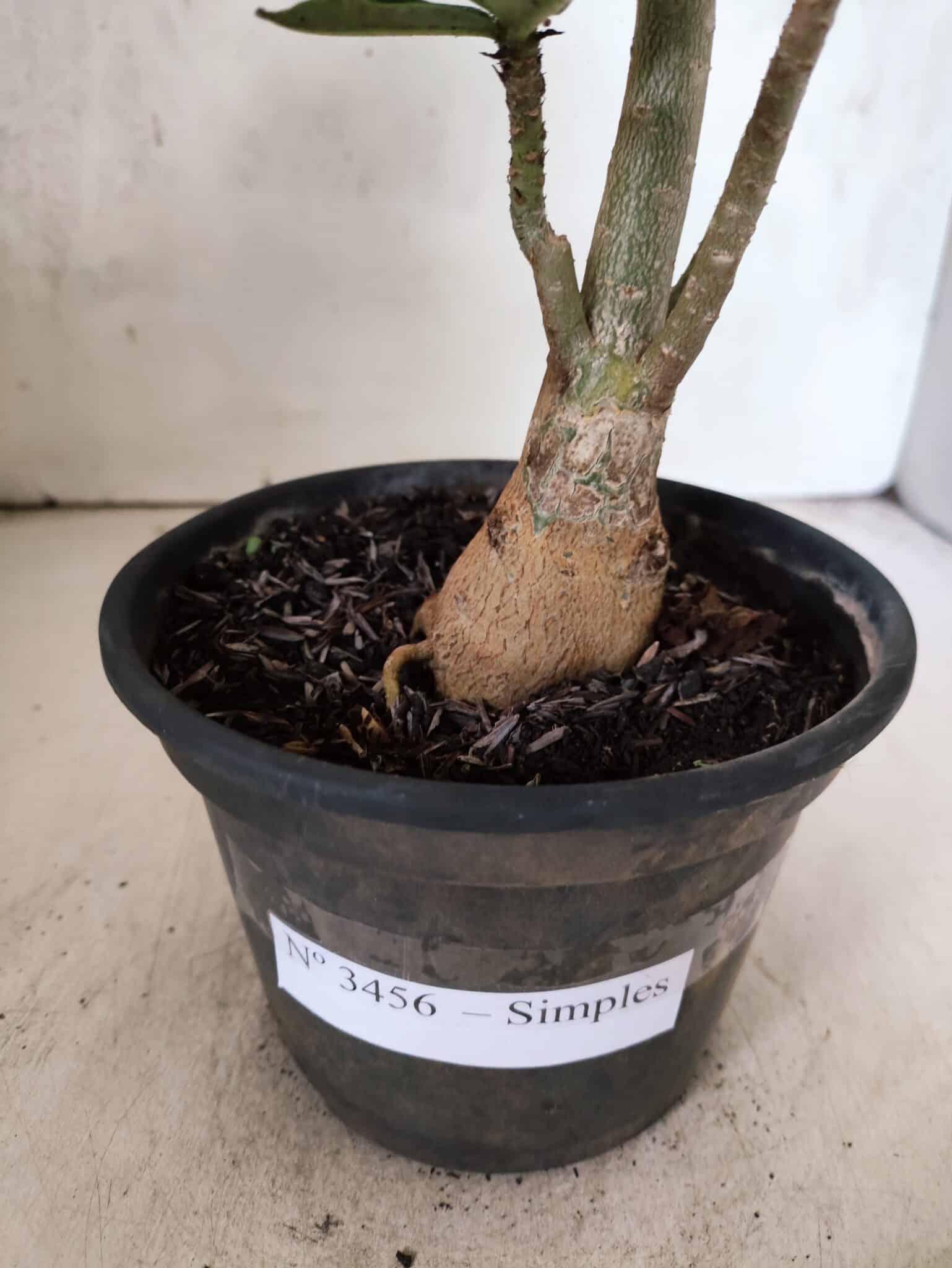 Planta Simples 3456 – 30cm – 02 anos - foto 5