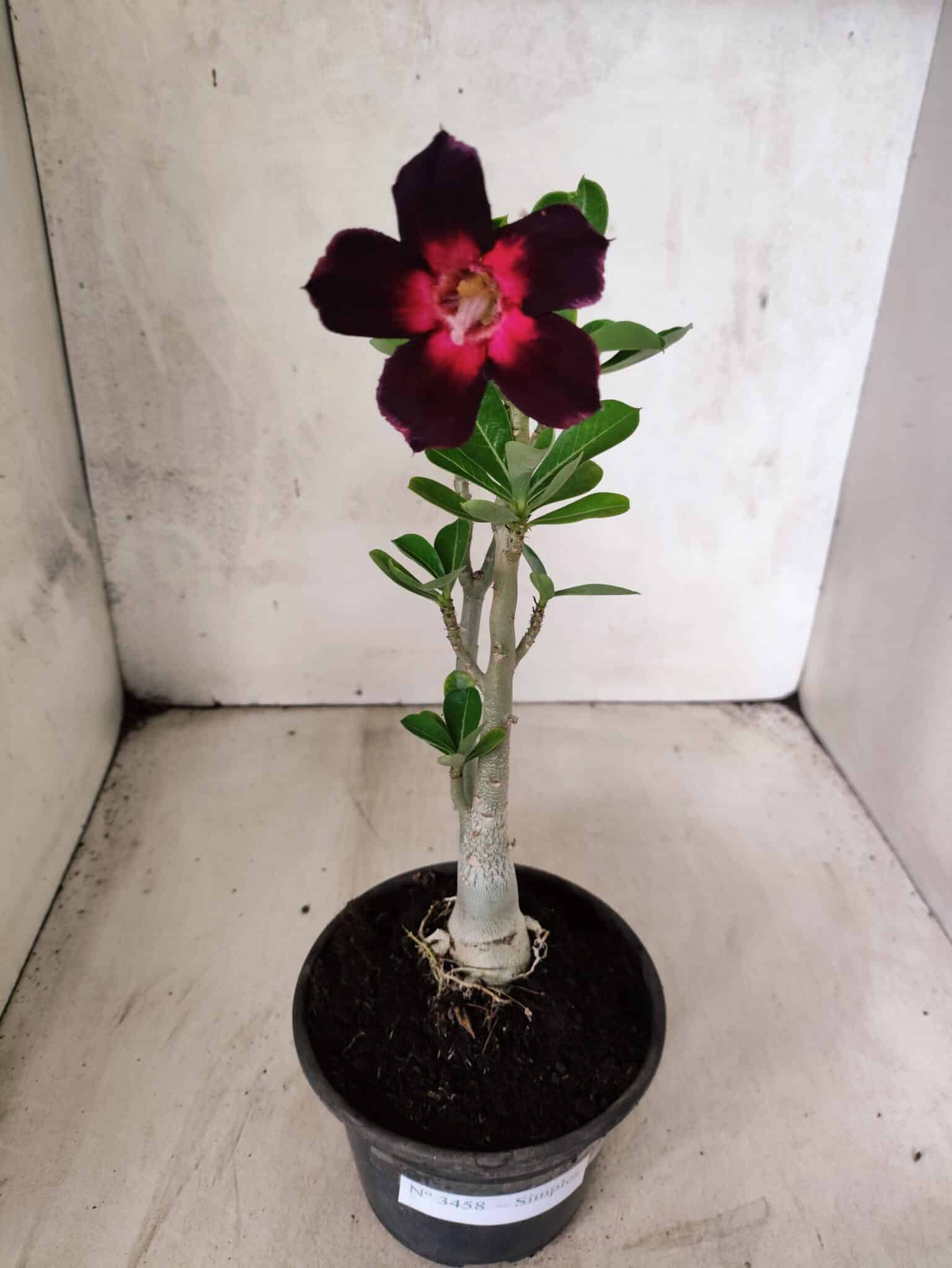 Planta Simples 3458 – 30cm – 02 anos - foto 2