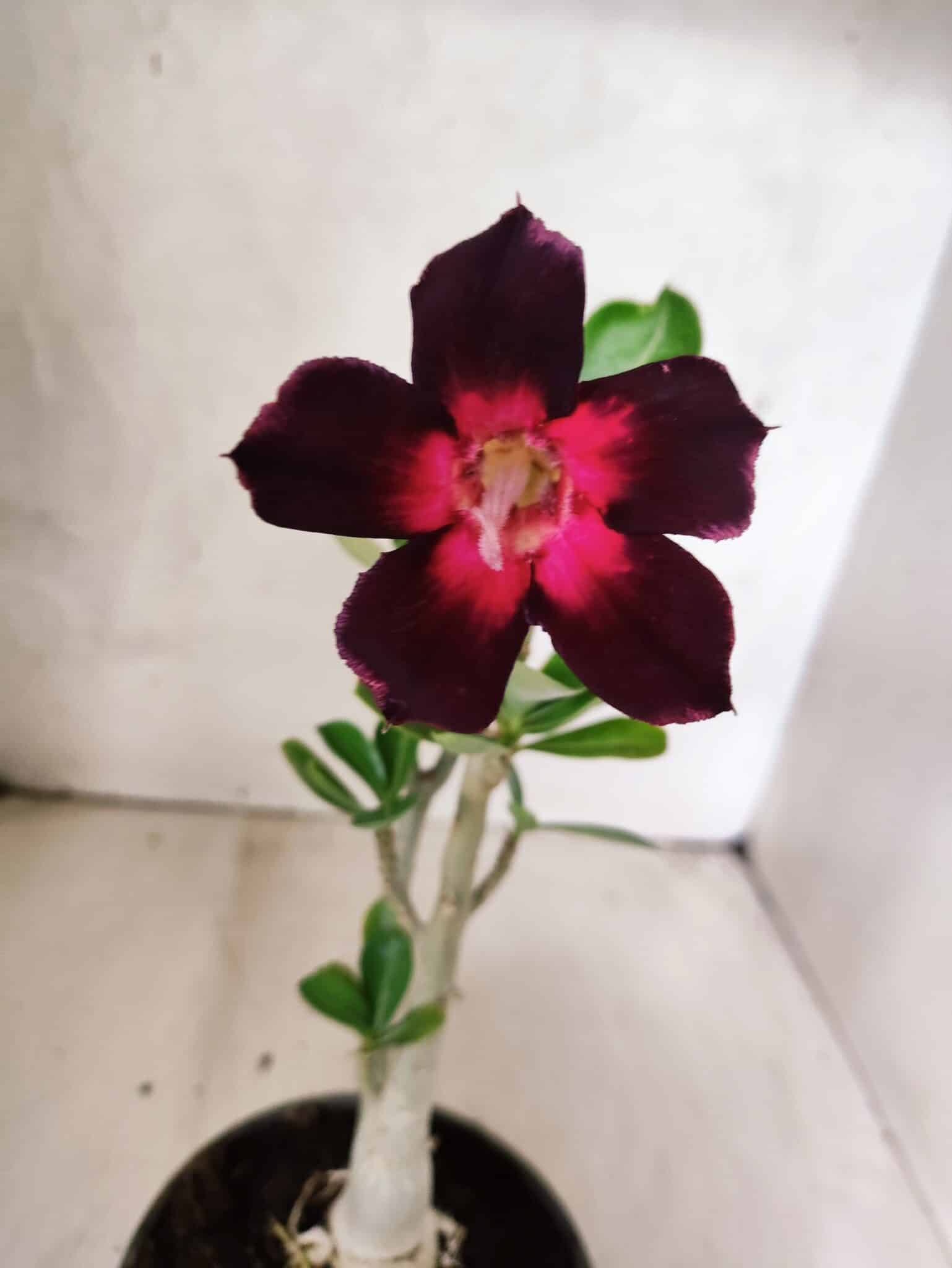 Planta Simples 3458 – 30cm – 02 anos - foto 3