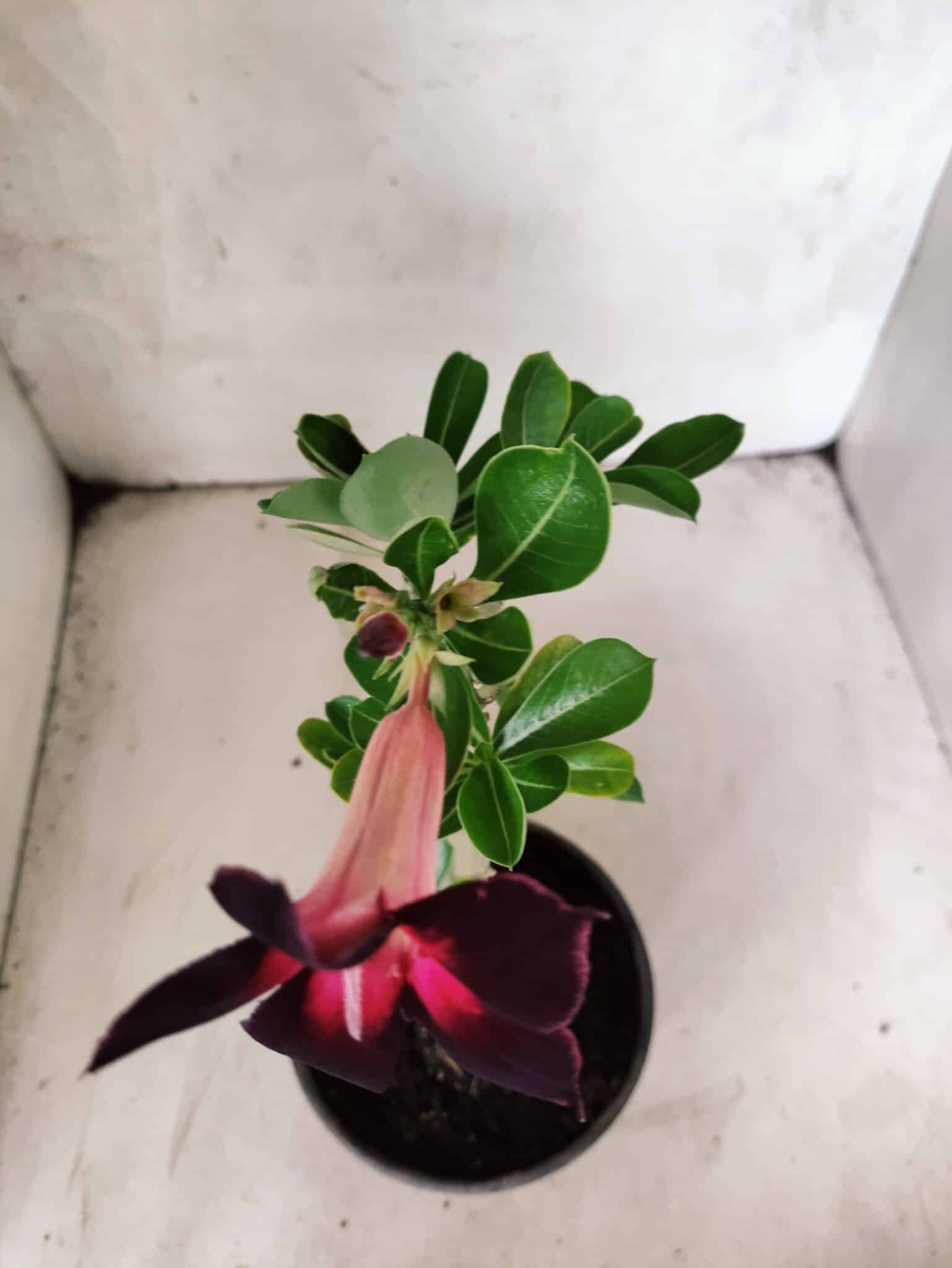 Planta Simples 3458 – 30cm – 02 anos - foto 4