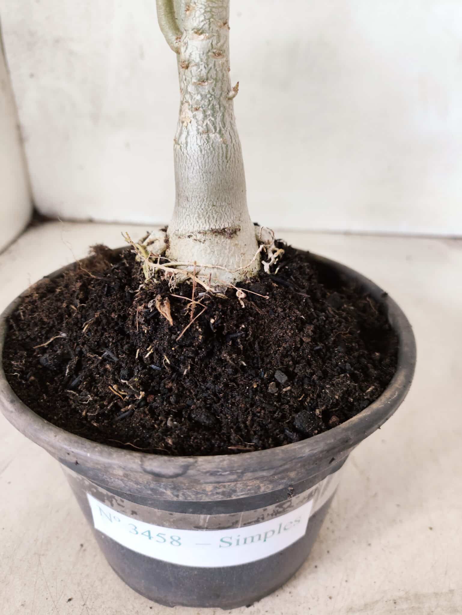 Planta Simples 3458 – 30cm – 02 anos - foto 7
