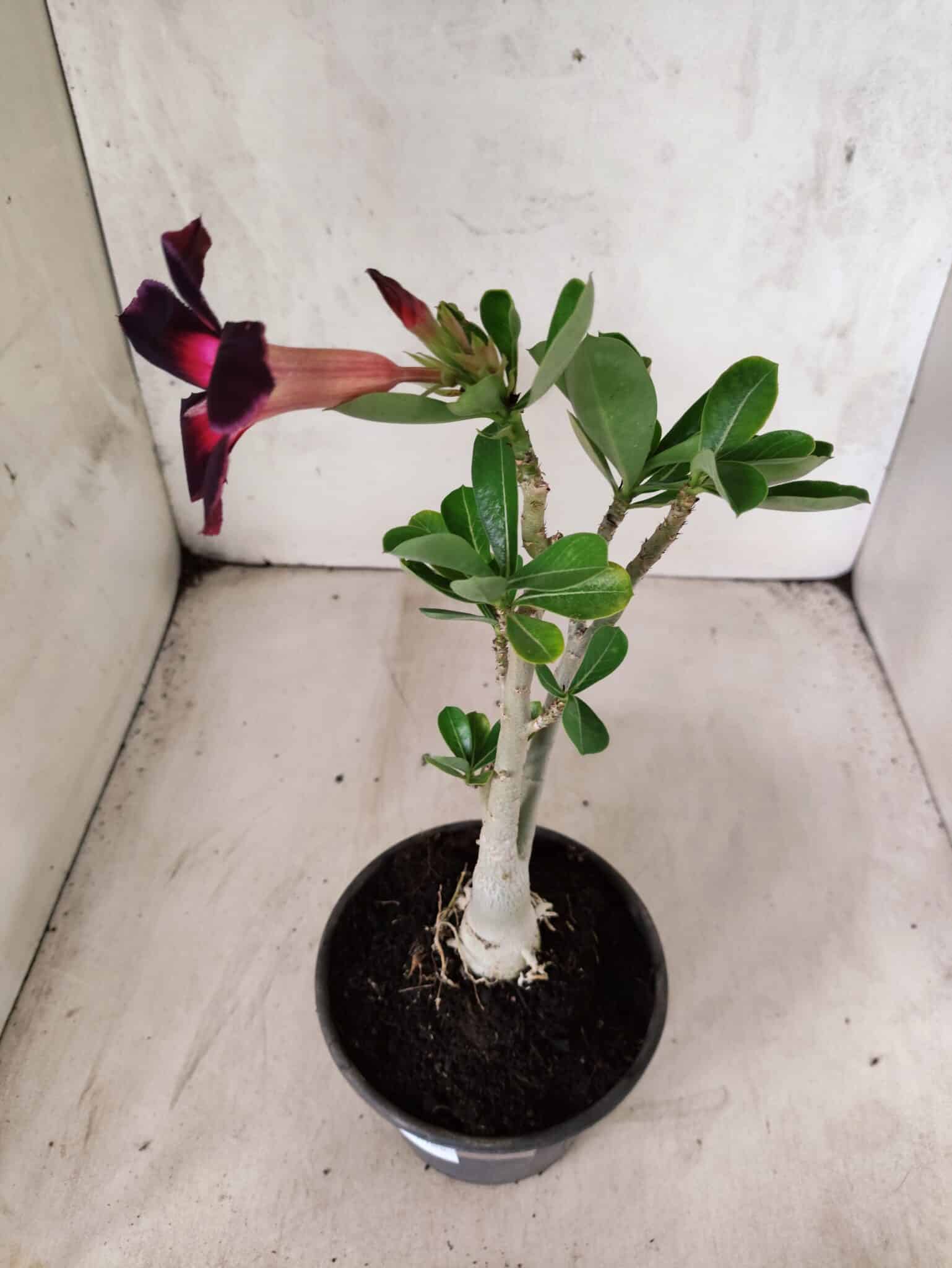 Planta Simples 3458 – 30cm – 02 anos - foto 6