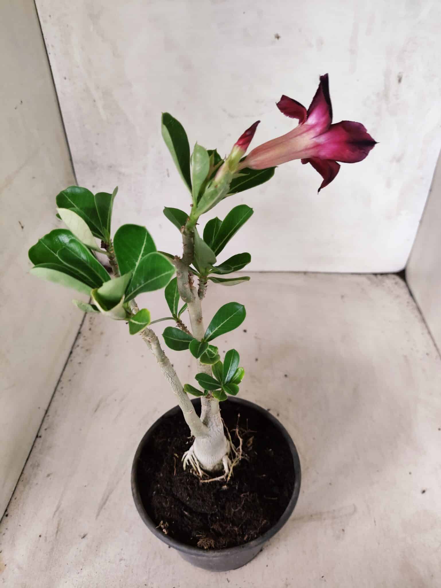 Planta Simples 3458 – 30cm – 02 anos - foto 5