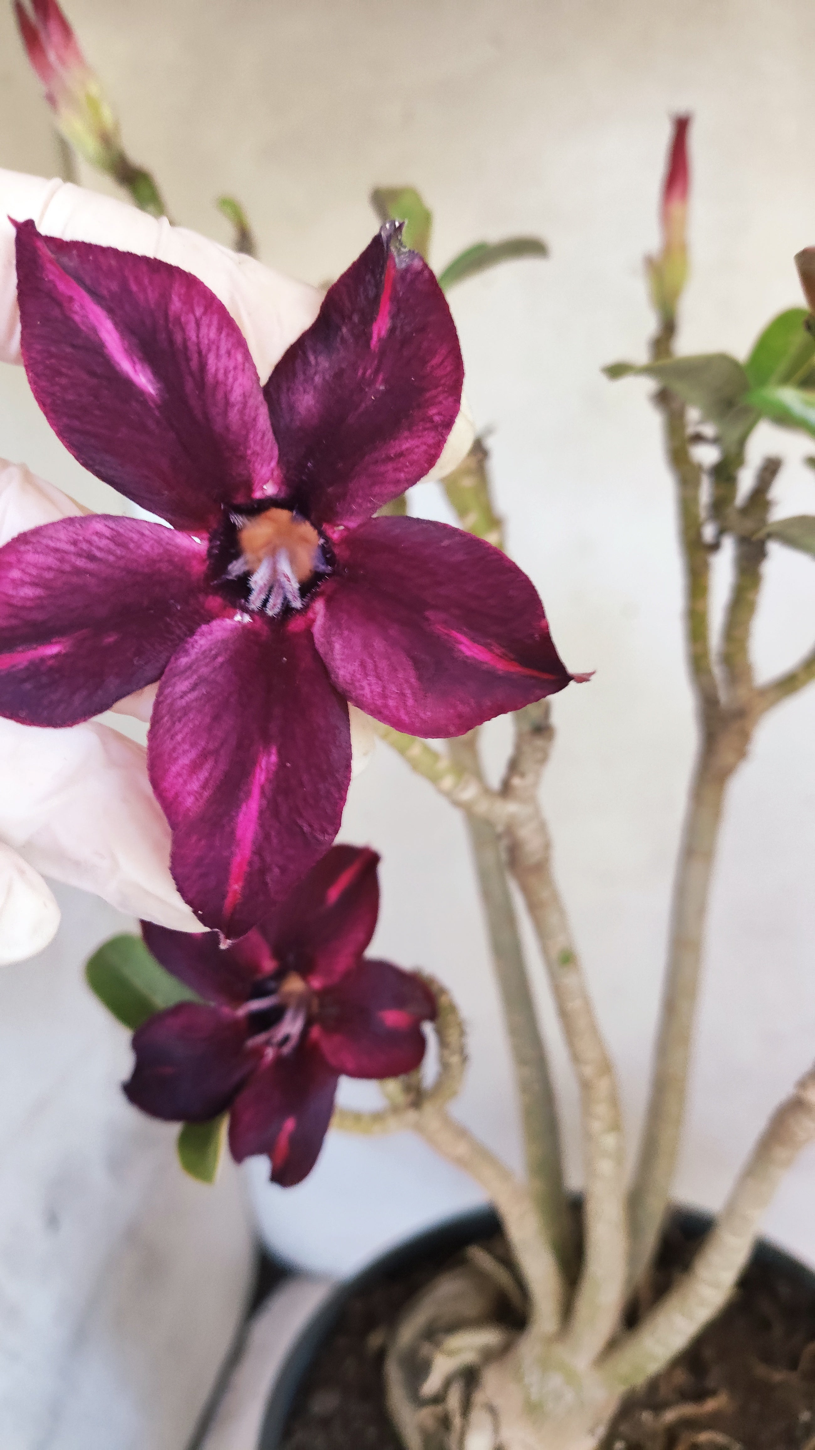 MATRIZ Planta Simples 190 – 40cm – 03 anos