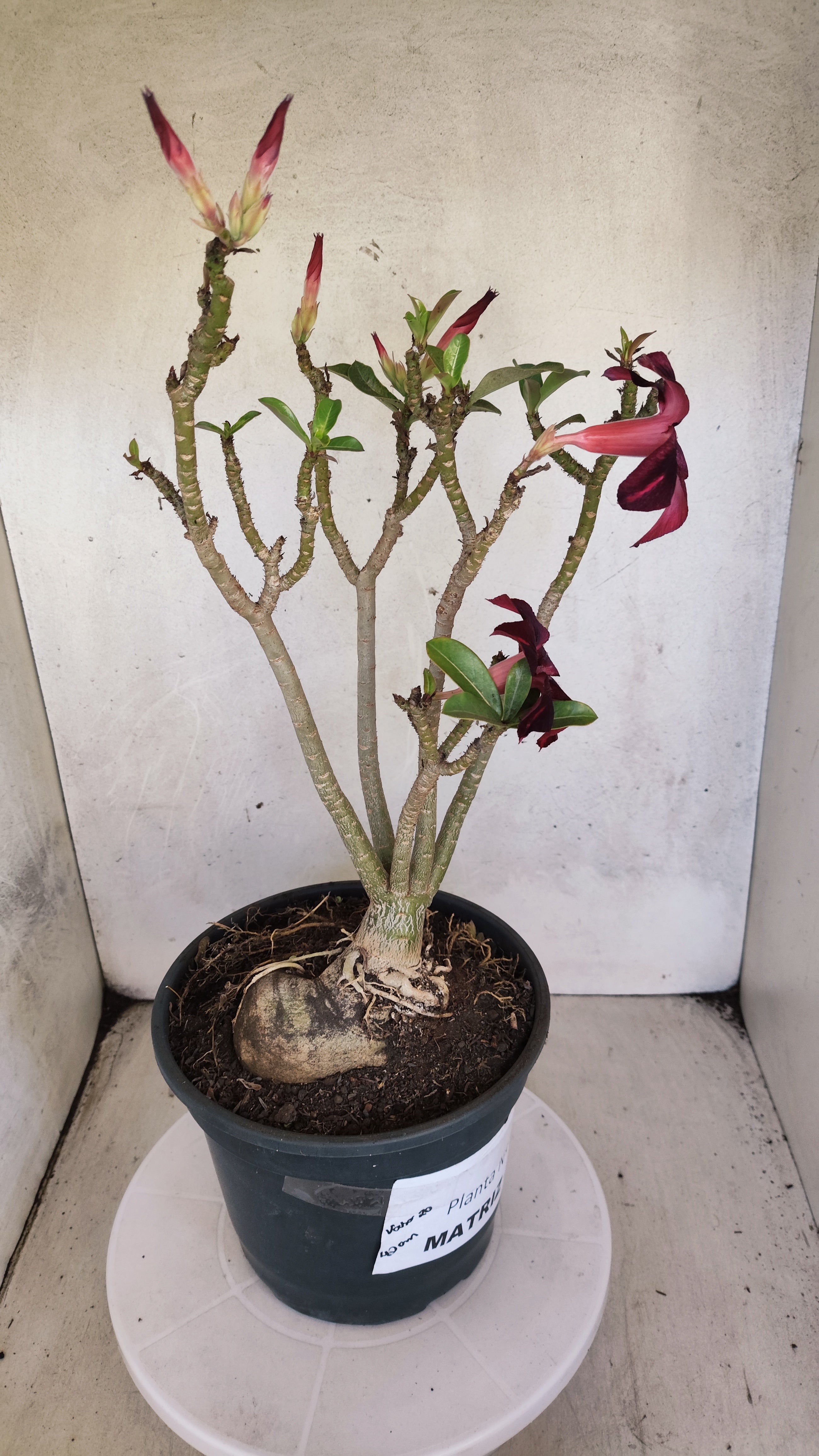 MATRIZ Planta Simples 190 – 40cm – 03 anos