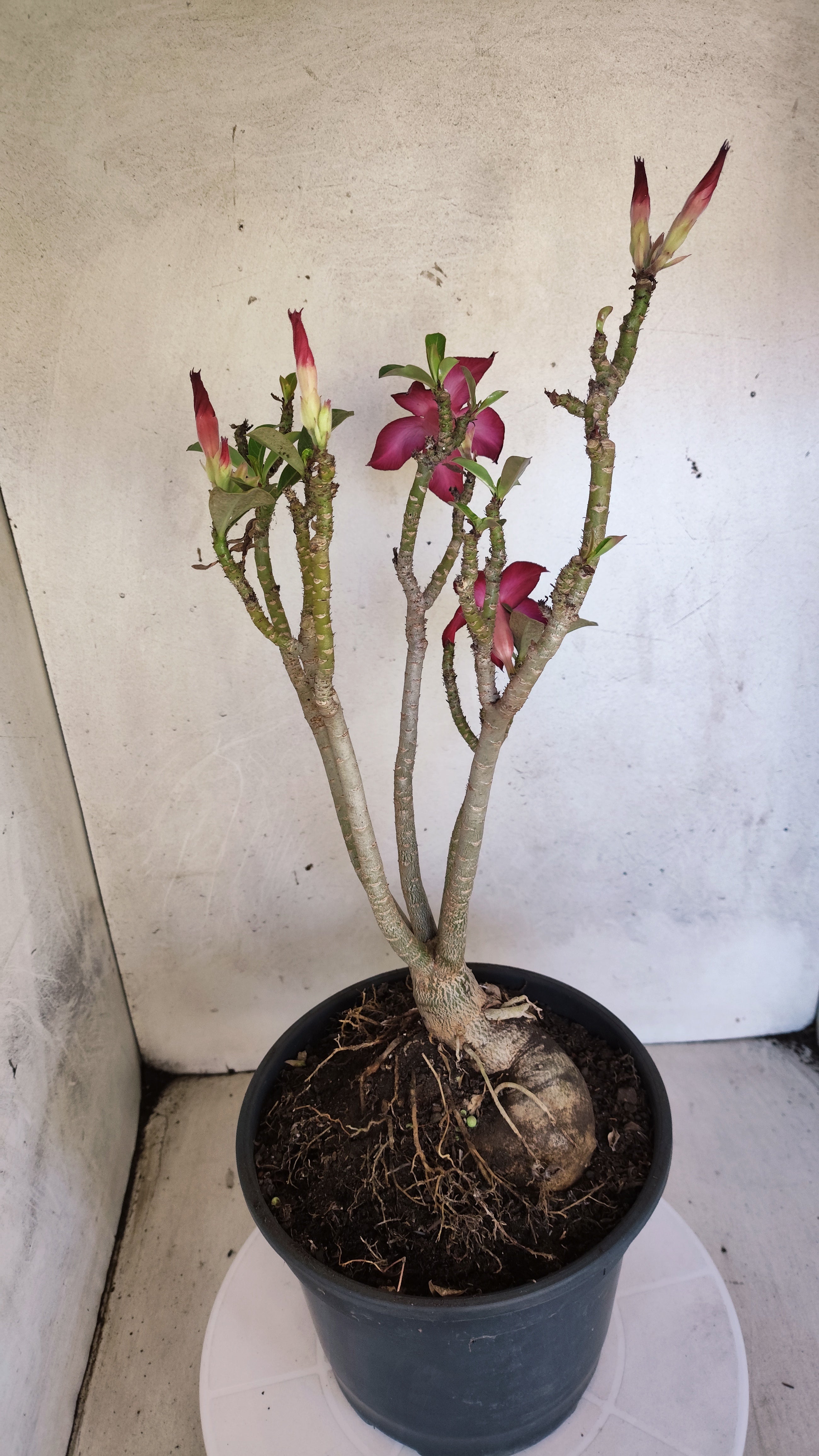 MATRIZ Planta Simples 190 – 40cm – 03 anos