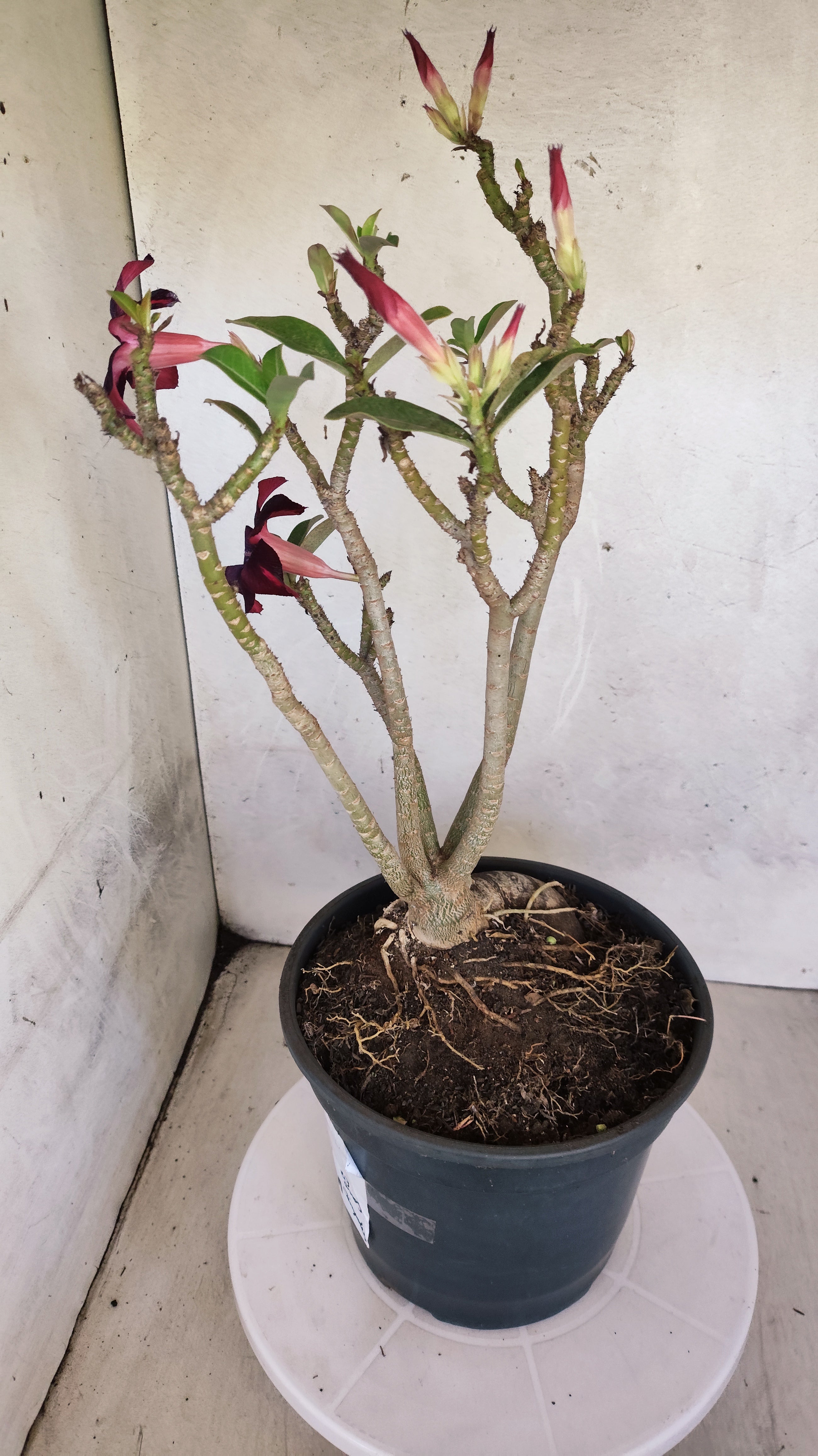 MATRIZ Planta Simples 190 – 40cm – 03 anos