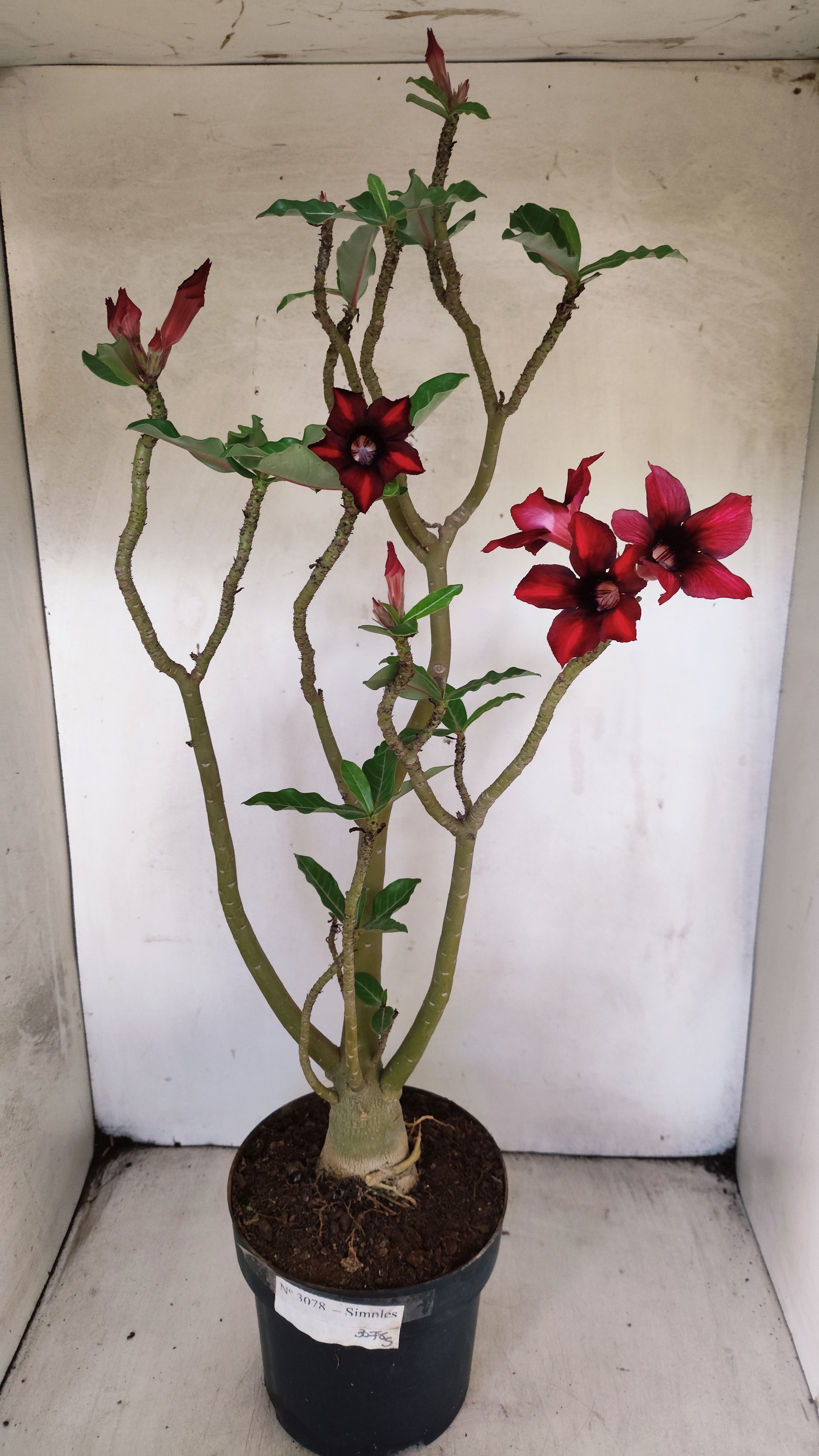 Planta Simples 3078 – 45cm – 03 anos