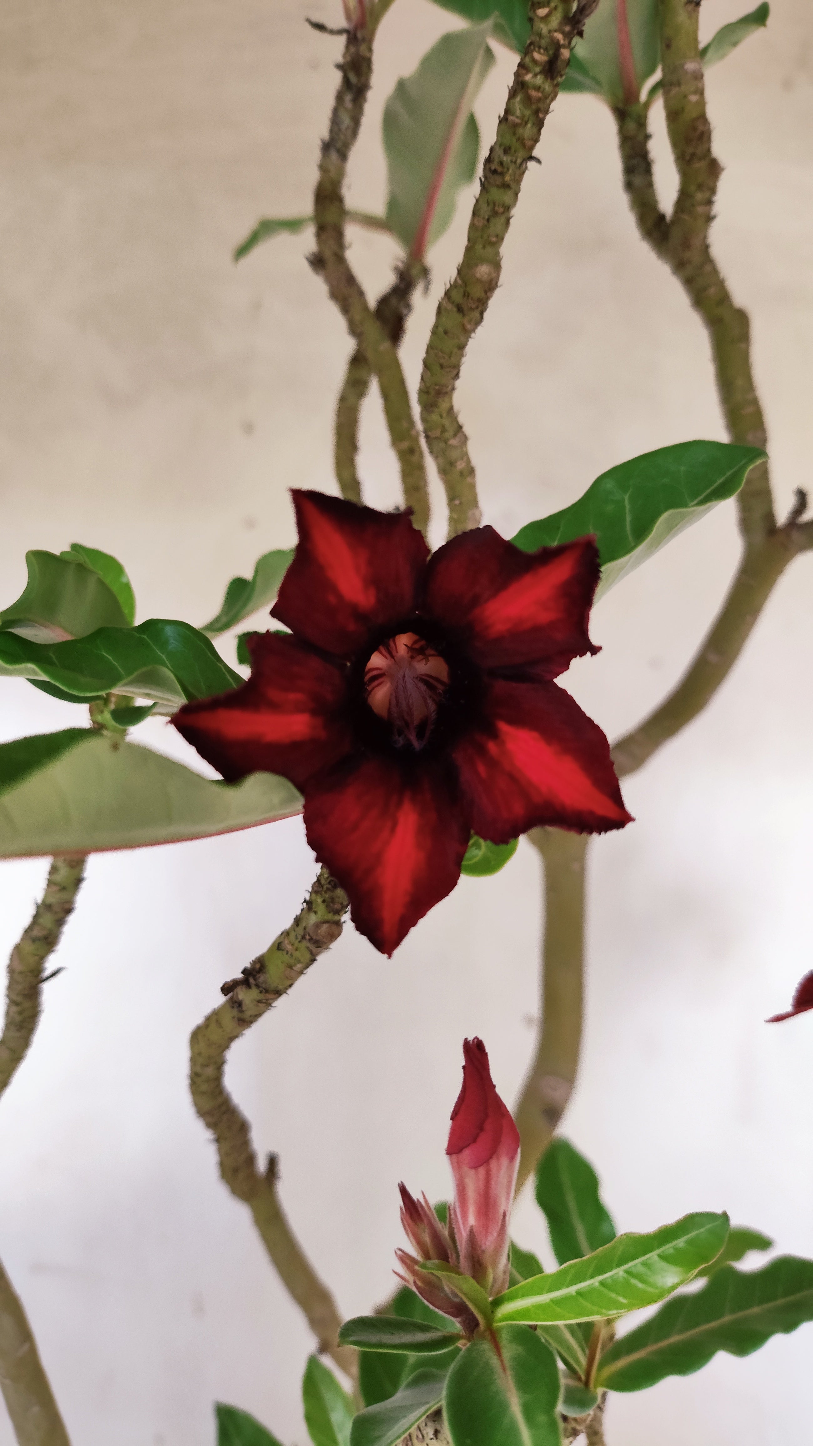 Planta Simples 3078 – 45cm – 03 anos