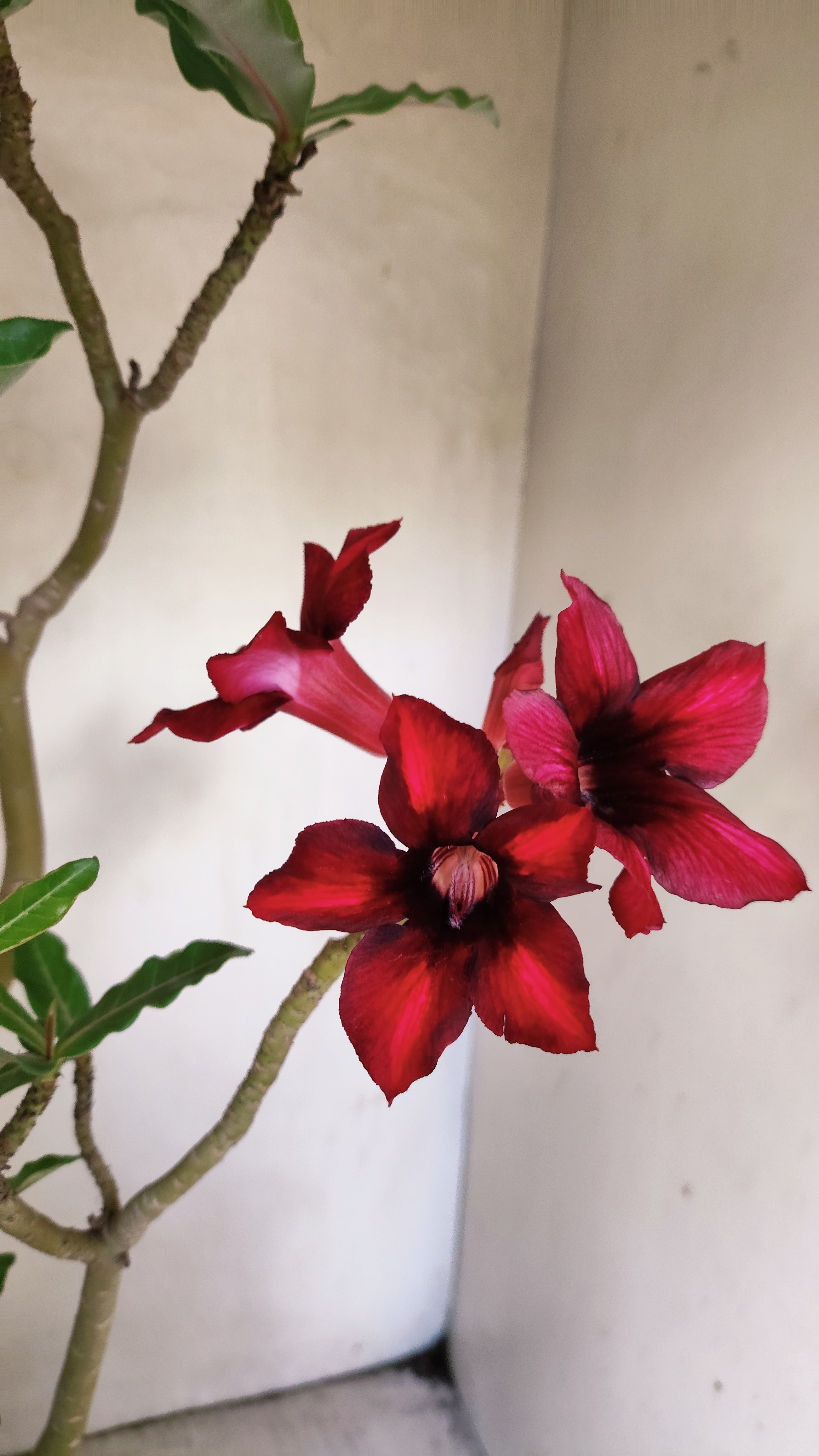 Planta Simples 3078 – 45cm – 03 anos
