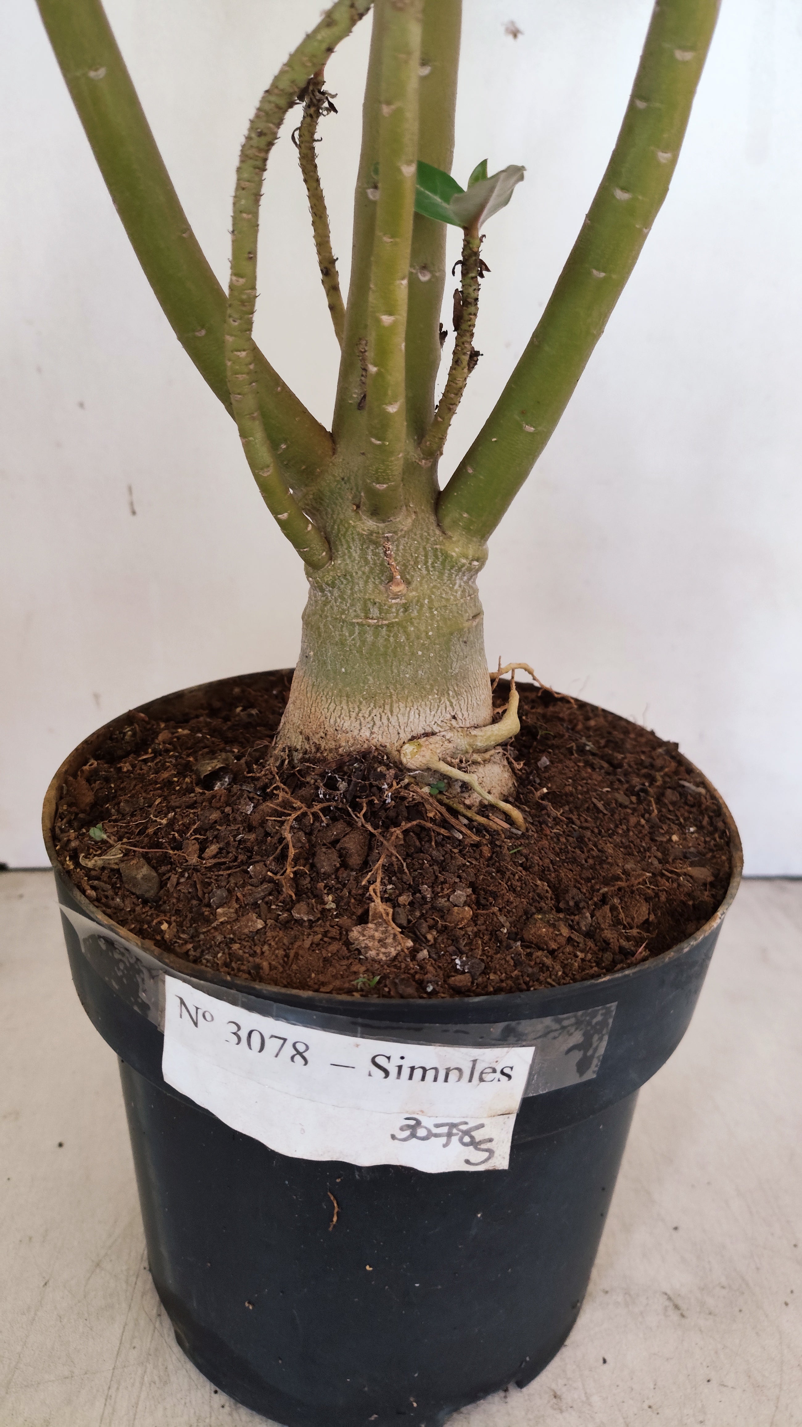 Planta Simples 3078 – 45cm – 03 anos