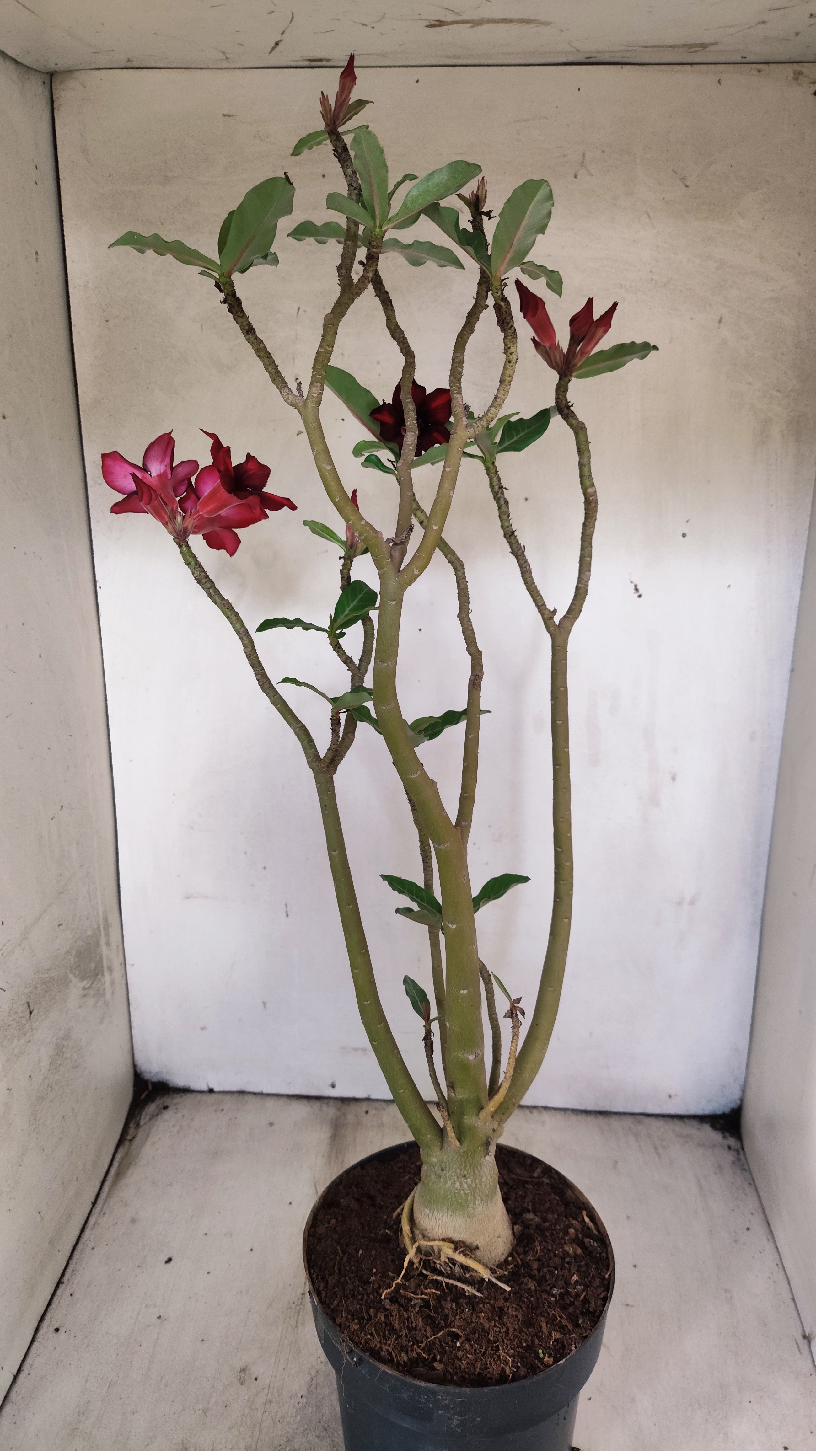 Planta Simples 3078 – 45cm – 03 anos