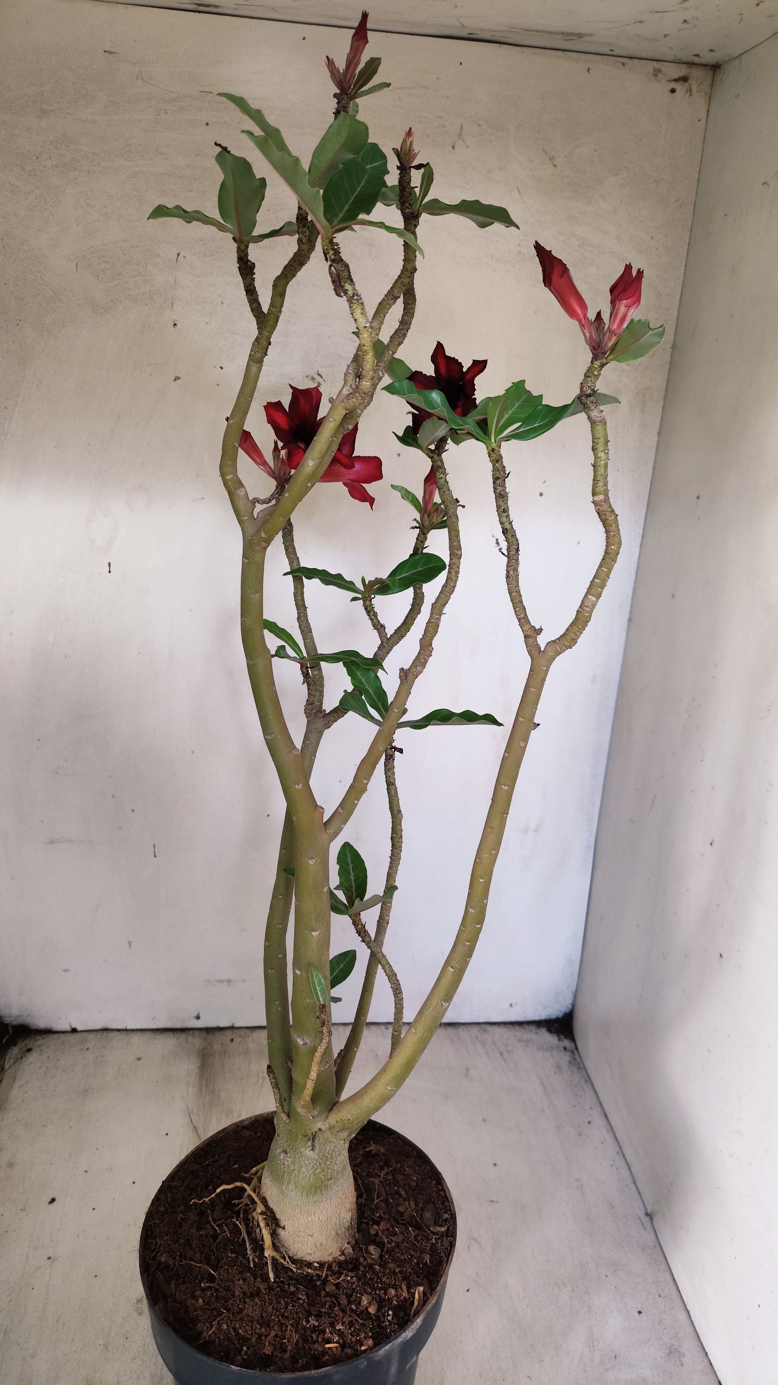Planta Simples 3078 – 45cm – 03 anos