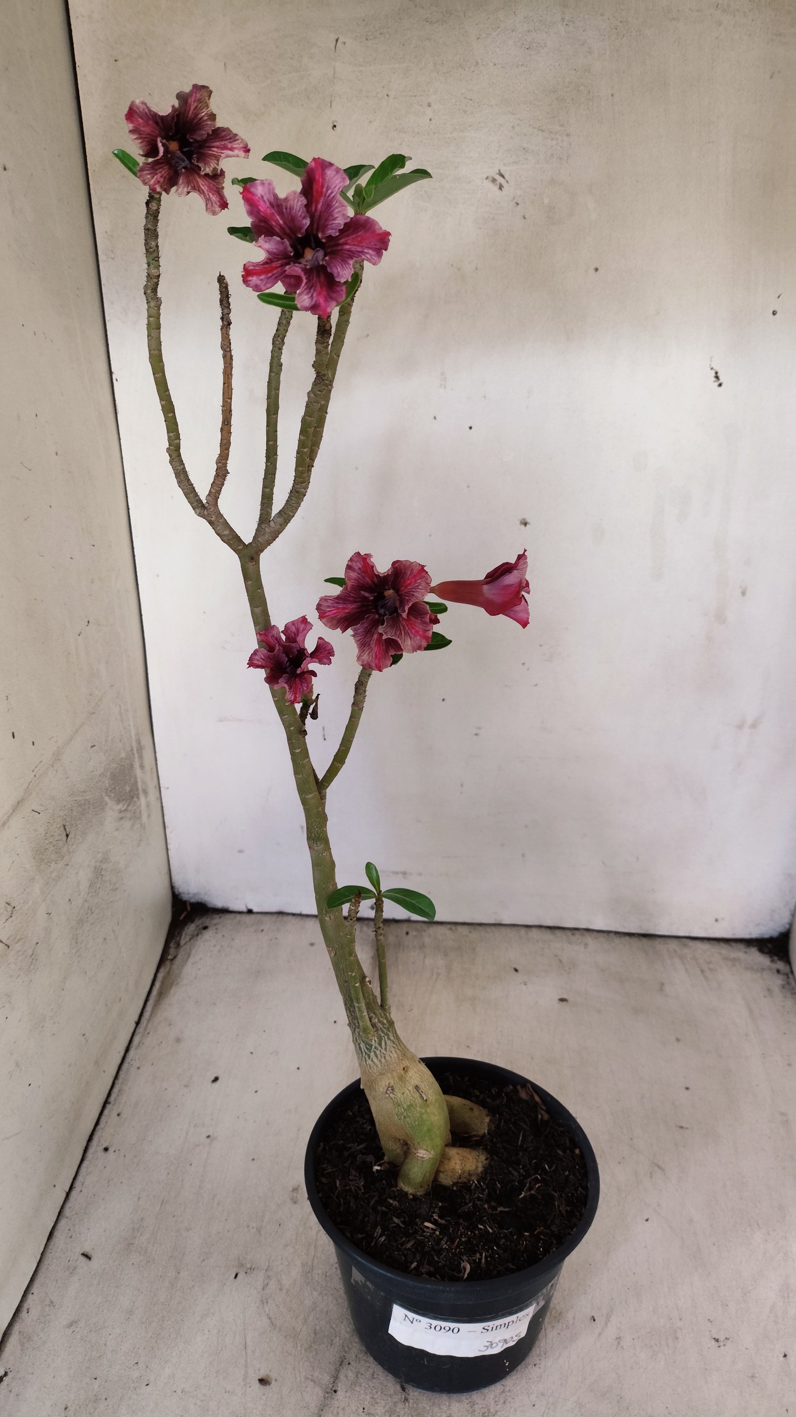 Planta Simples 3090 – 35cm – 03 anos