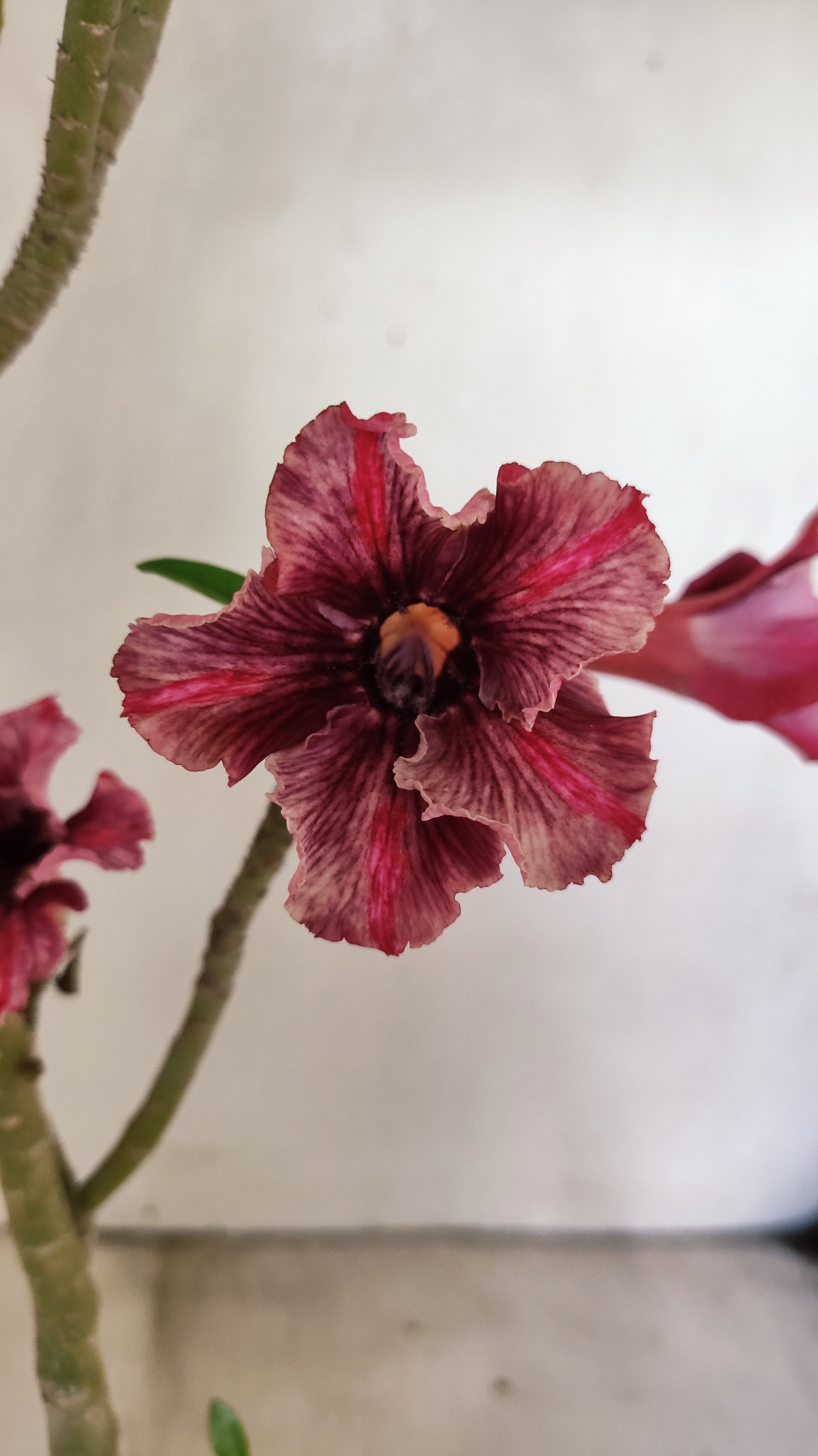 Planta Simples 3090 – 35cm – 03 anos