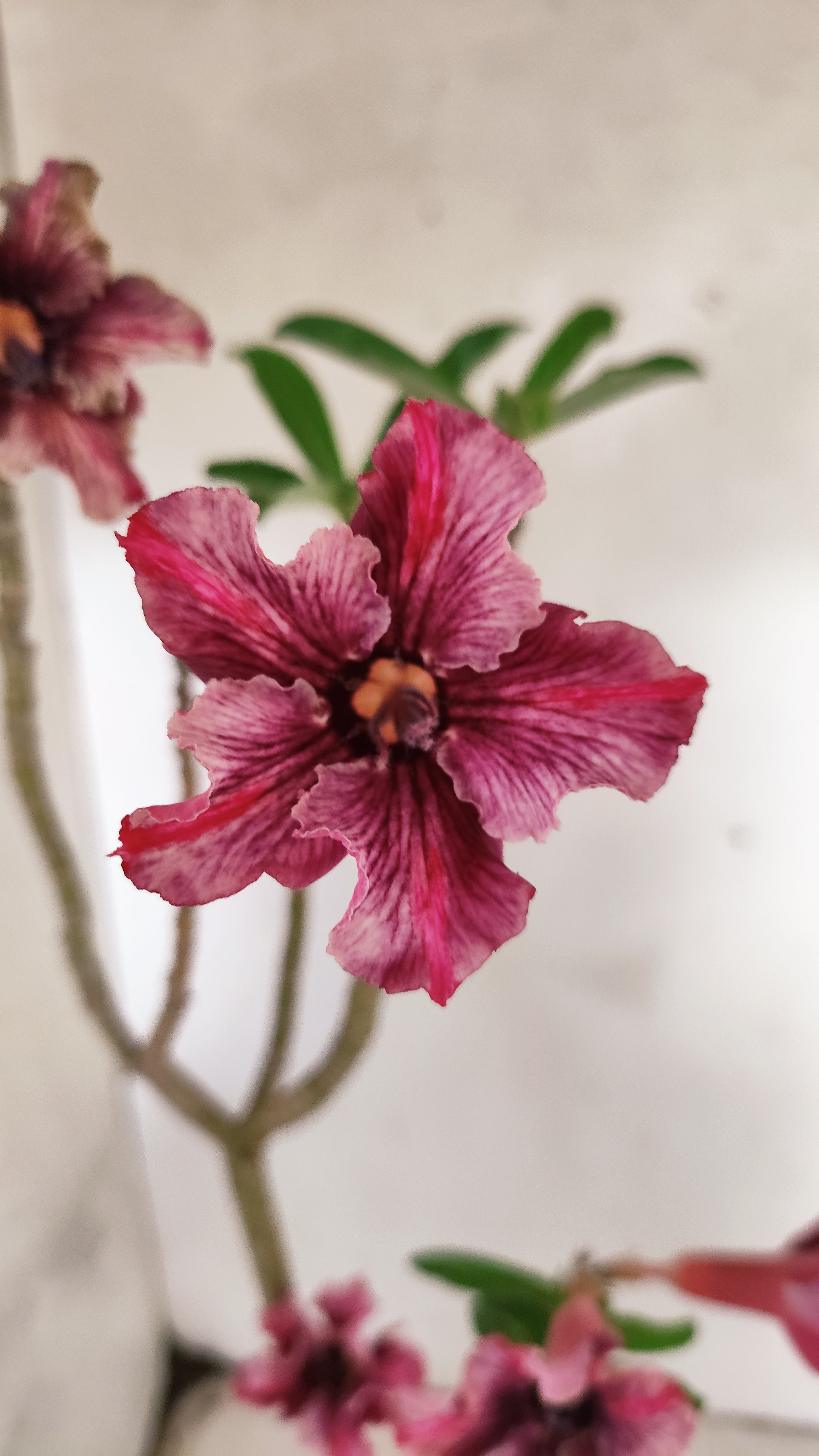 Planta Simples 3090 – 35cm – 03 anos