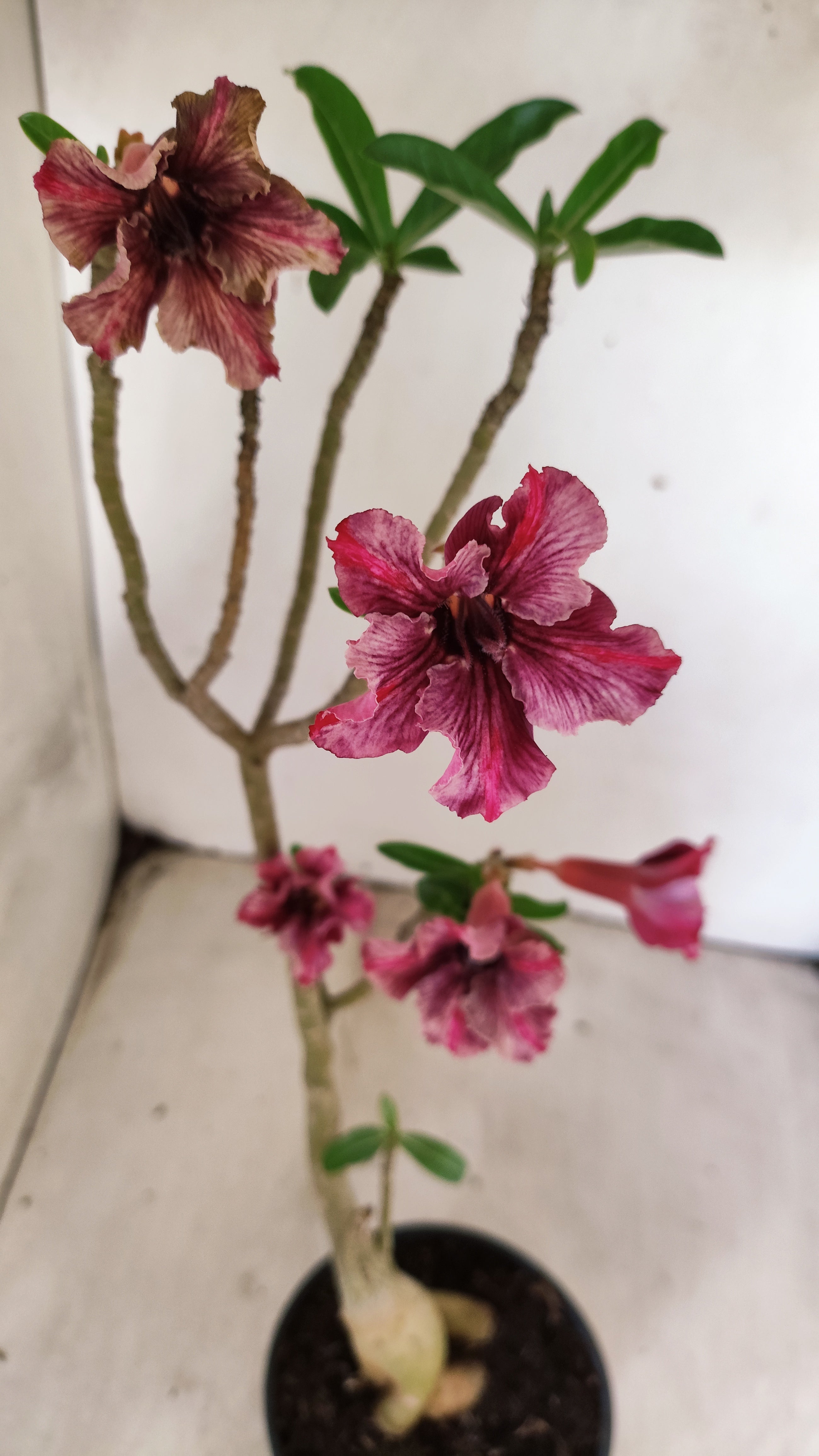 Planta Simples 3090 – 35cm – 03 anos