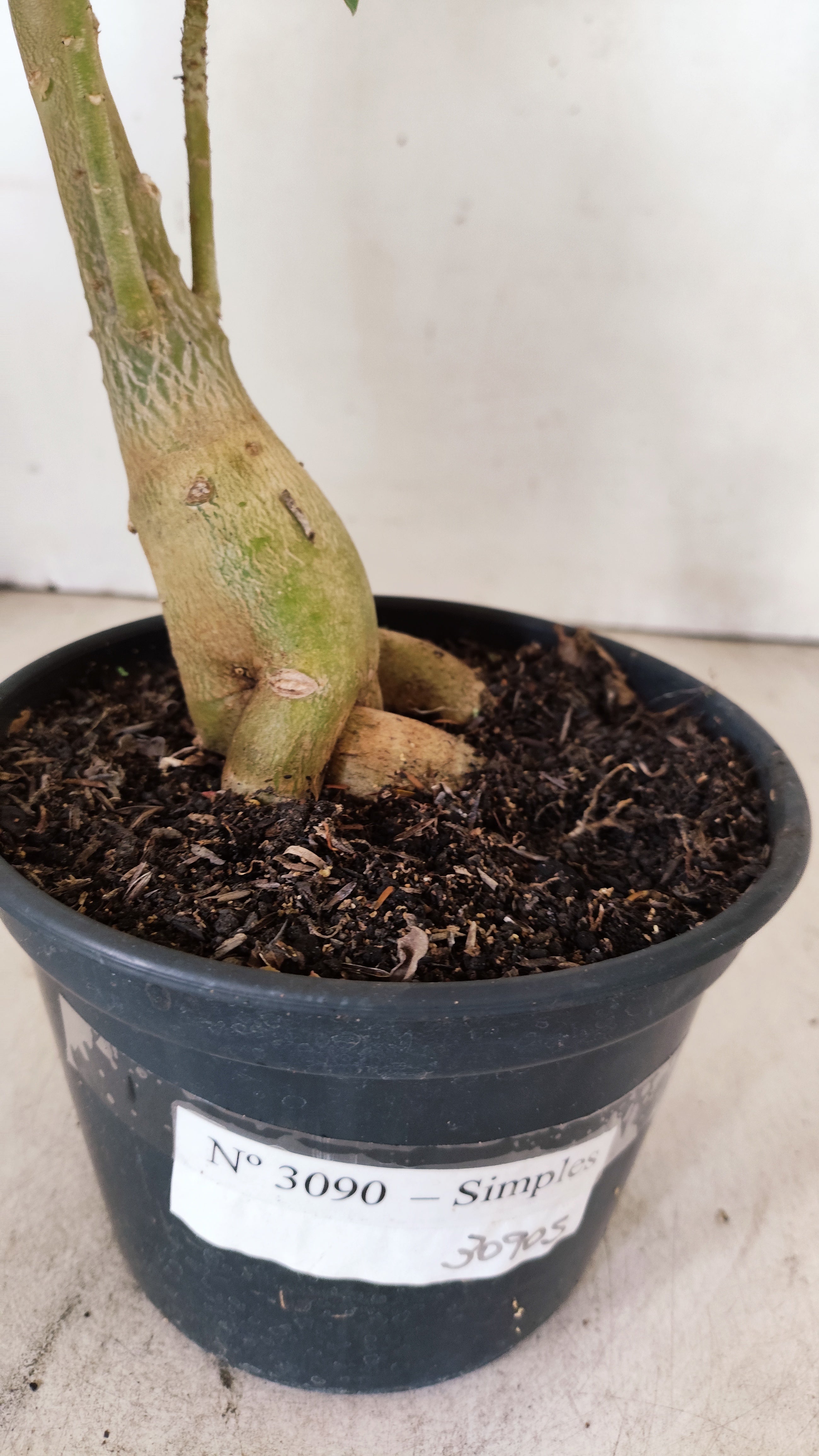 Planta Simples 3090 – 35cm – 03 anos