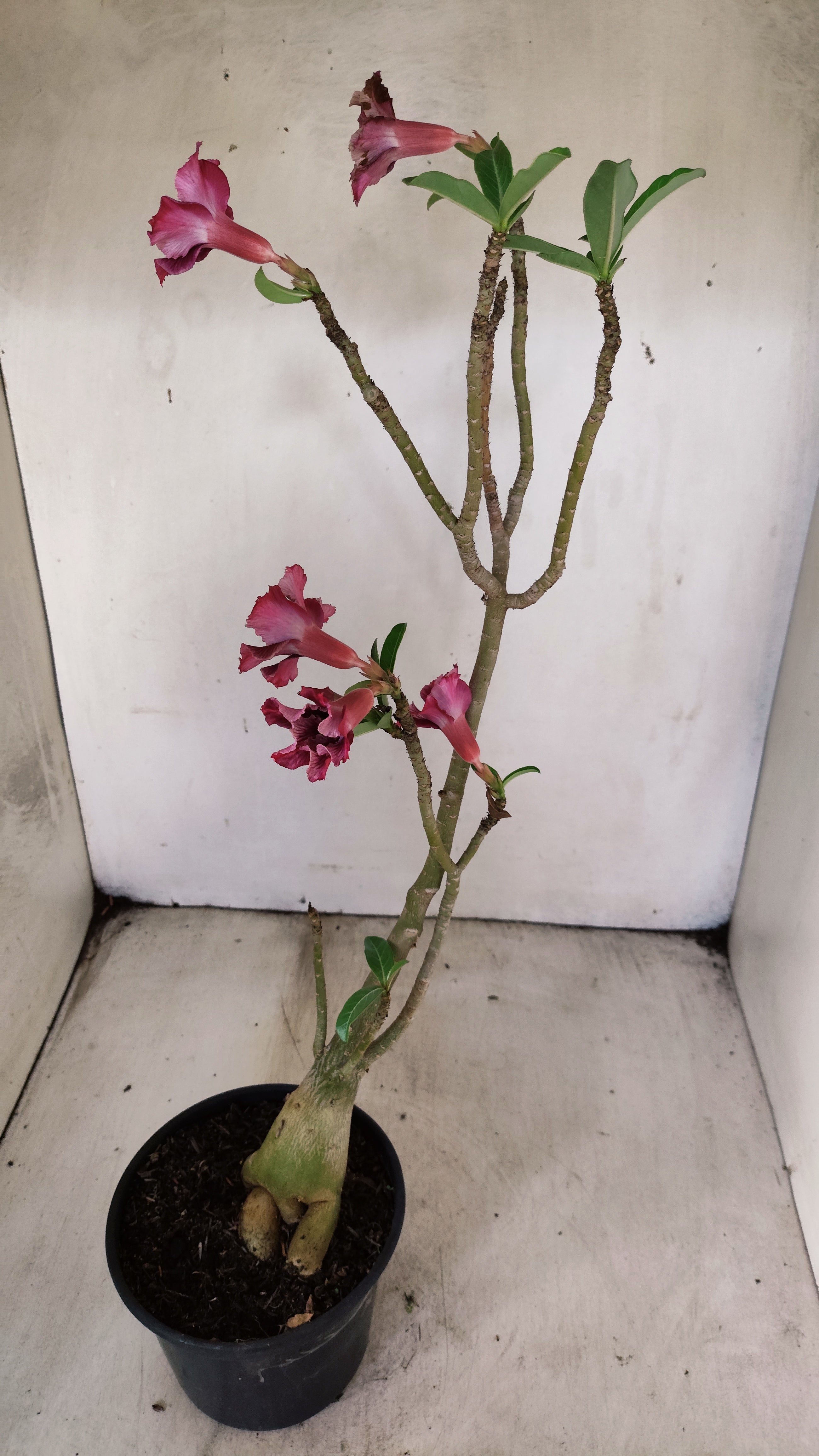 Planta Simples 3090 – 35cm – 03 anos