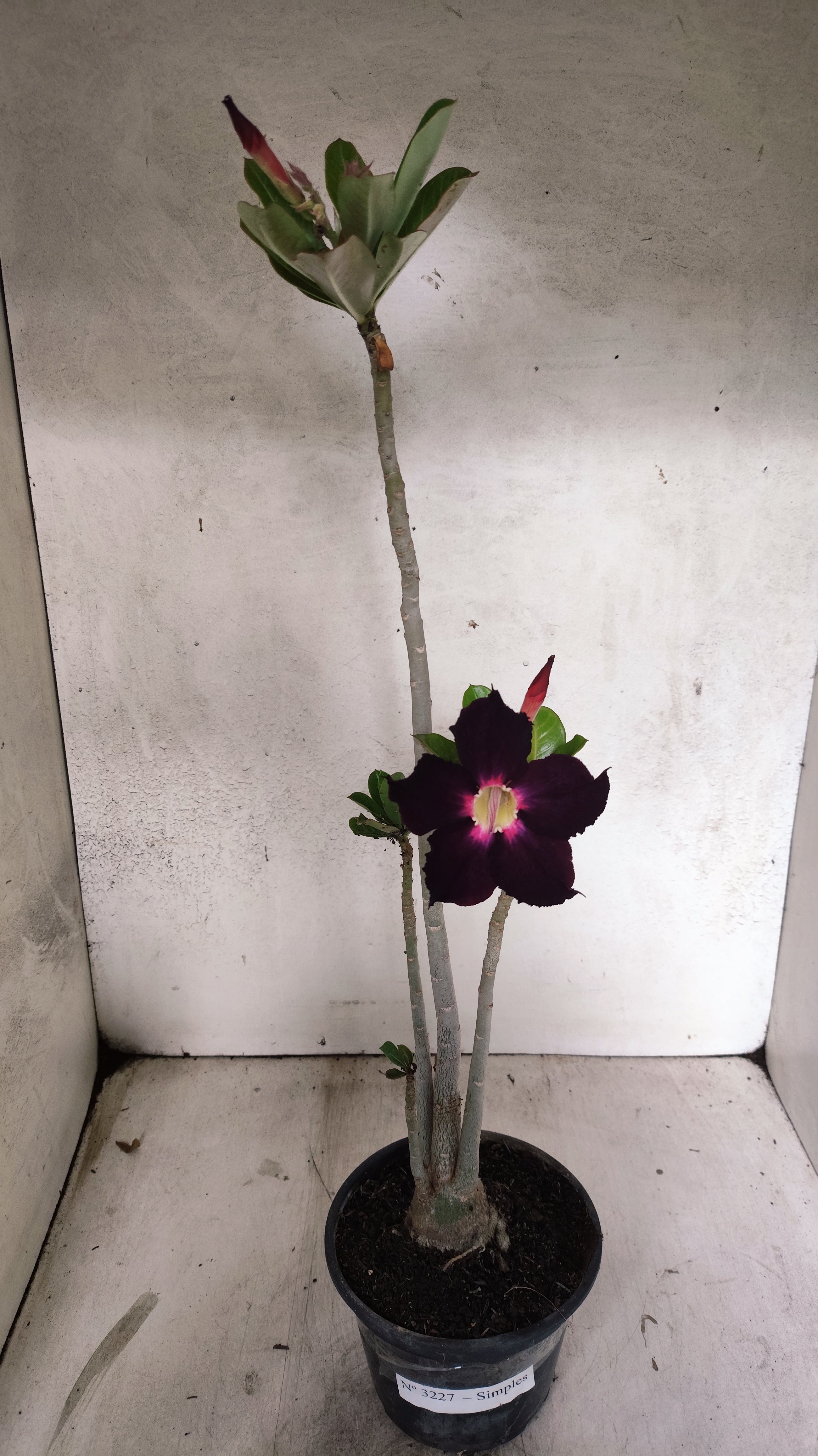 Planta Simples 3227 – 35cm – 03 anos