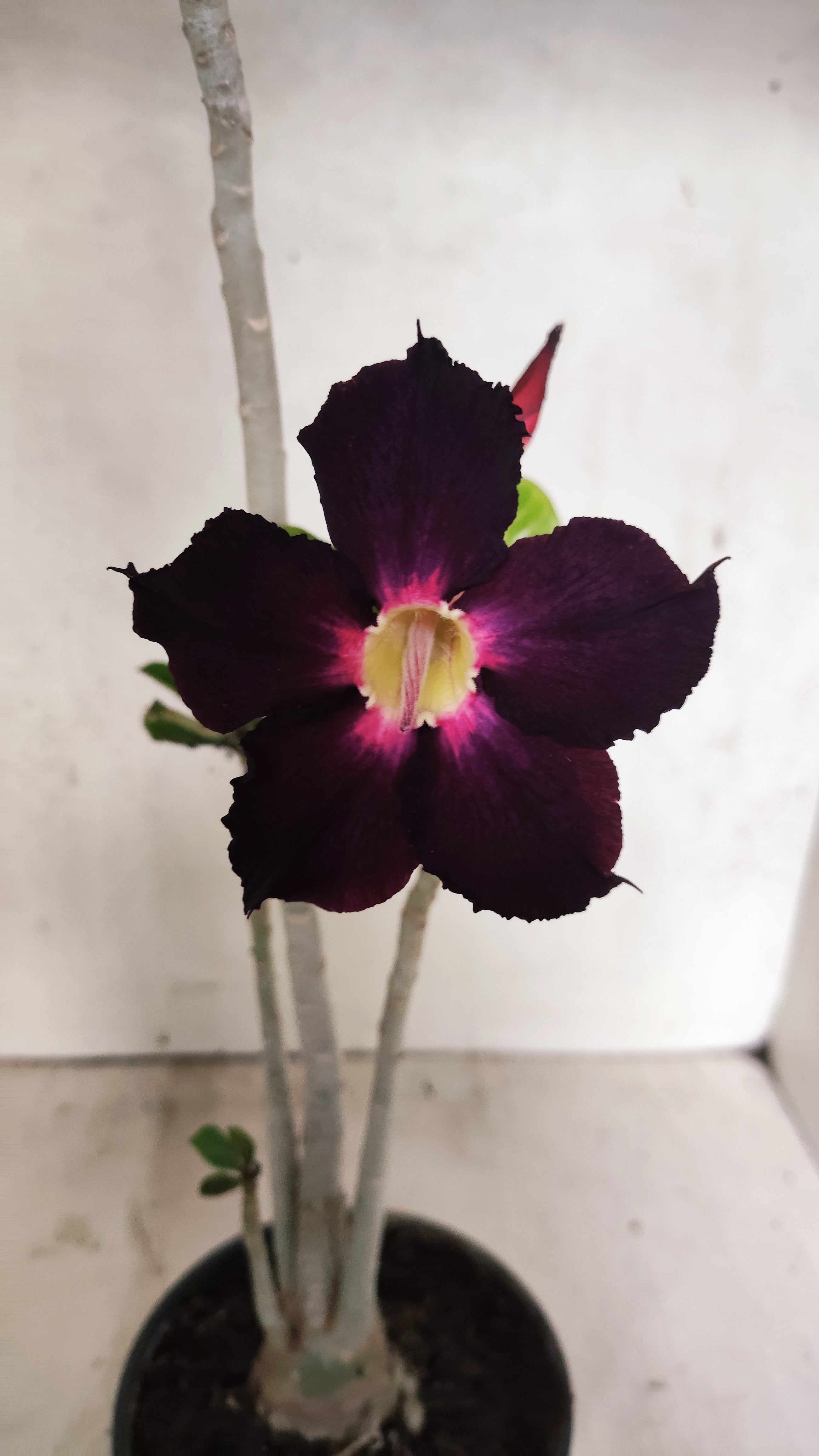 Planta Simples 3227 – 35cm – 03 anos