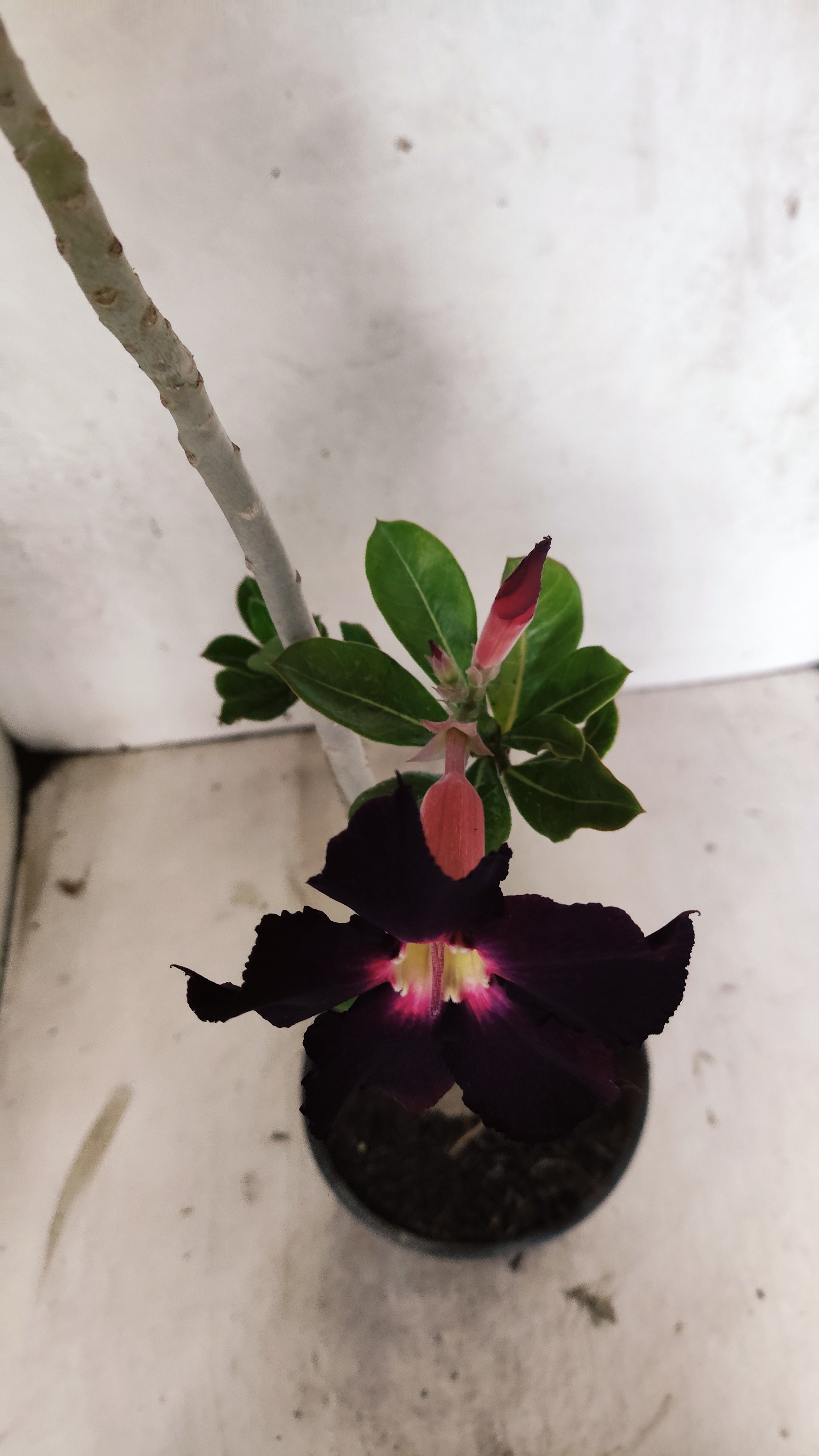 Planta Simples 3227 – 35cm – 03 anos