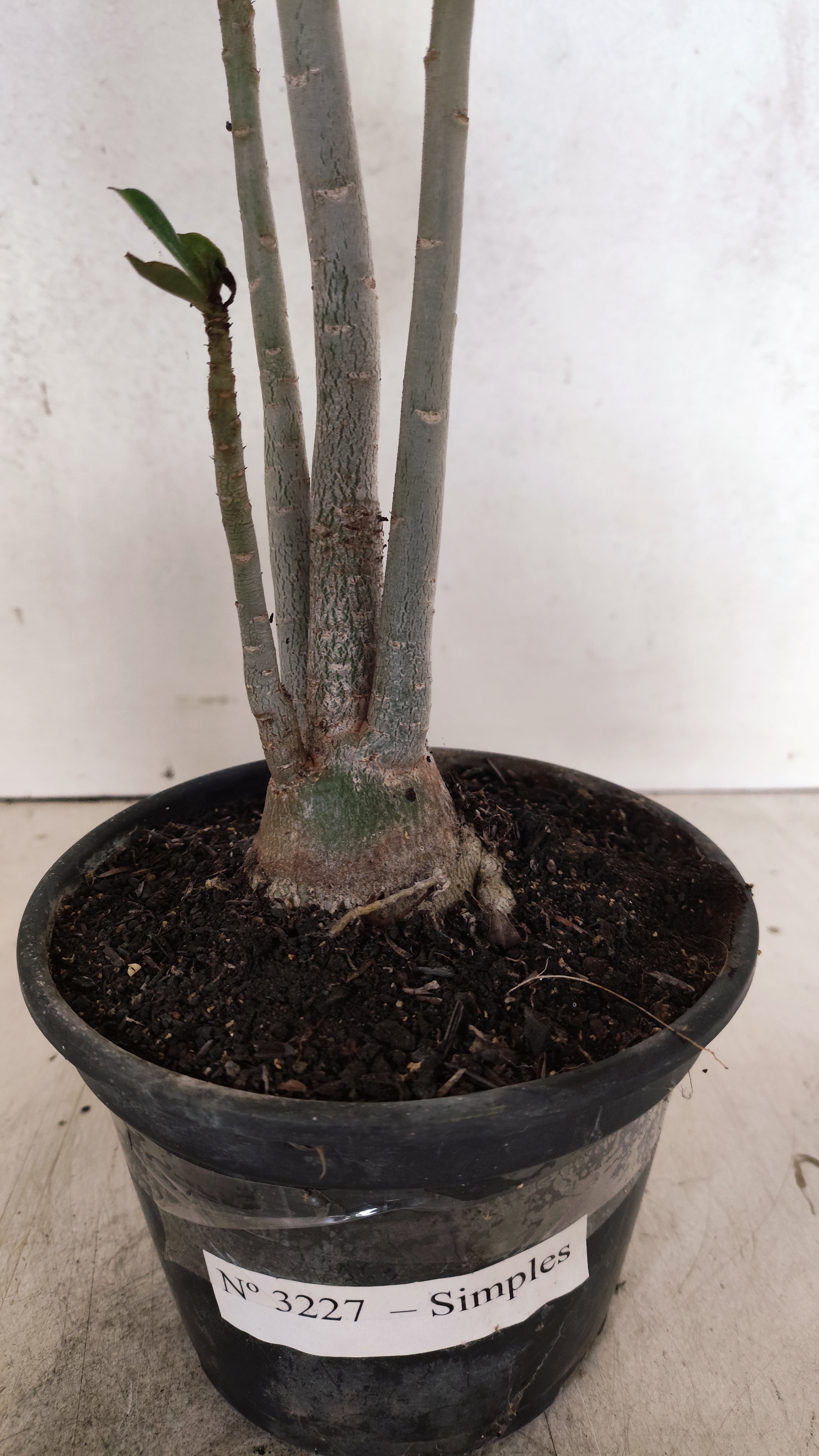 Planta Simples 3227 – 35cm – 03 anos