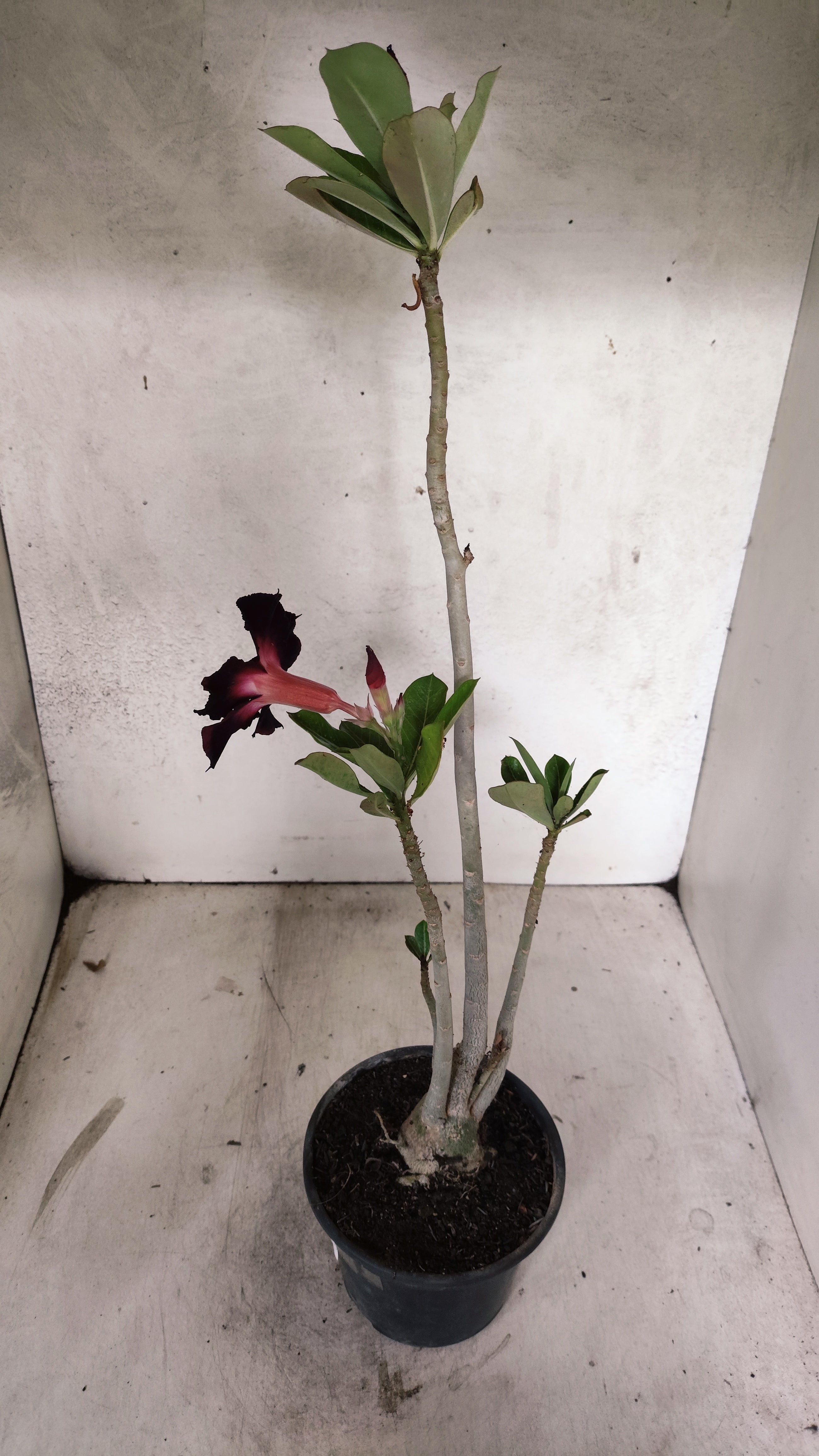 Planta Simples 3227 – 35cm – 03 anos