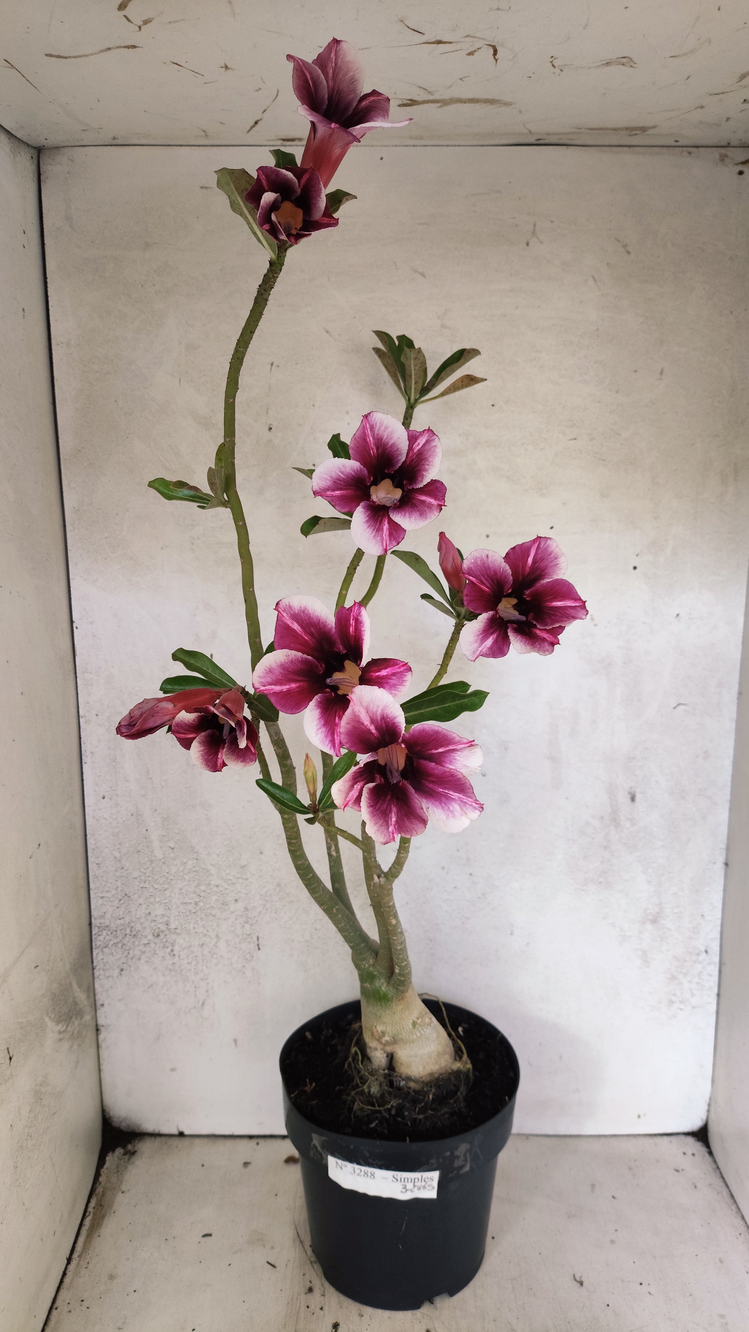 Planta Simples 3288 – 55cm – 04 anos