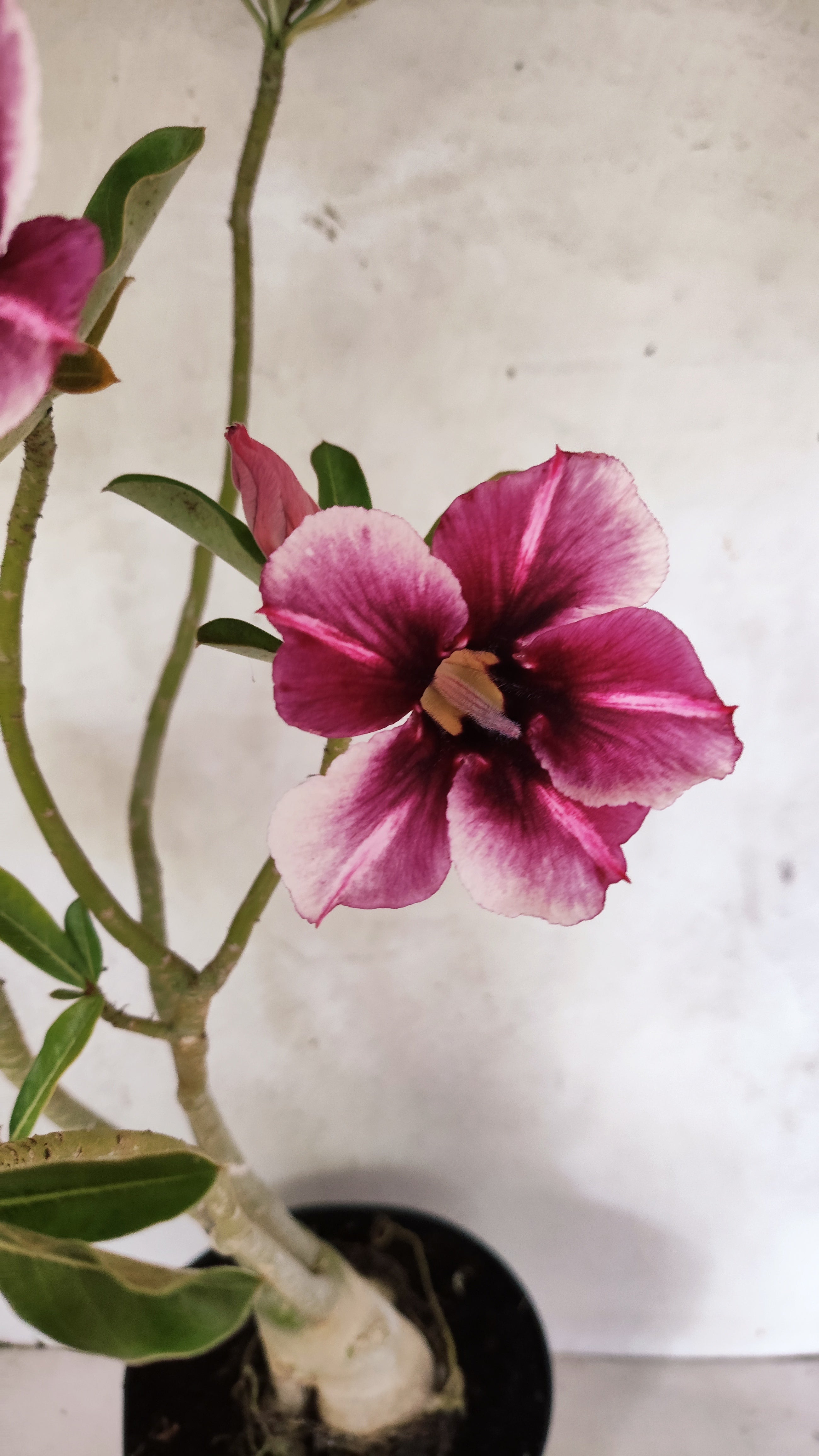 Planta Simples 3288 – 55cm – 04 anos