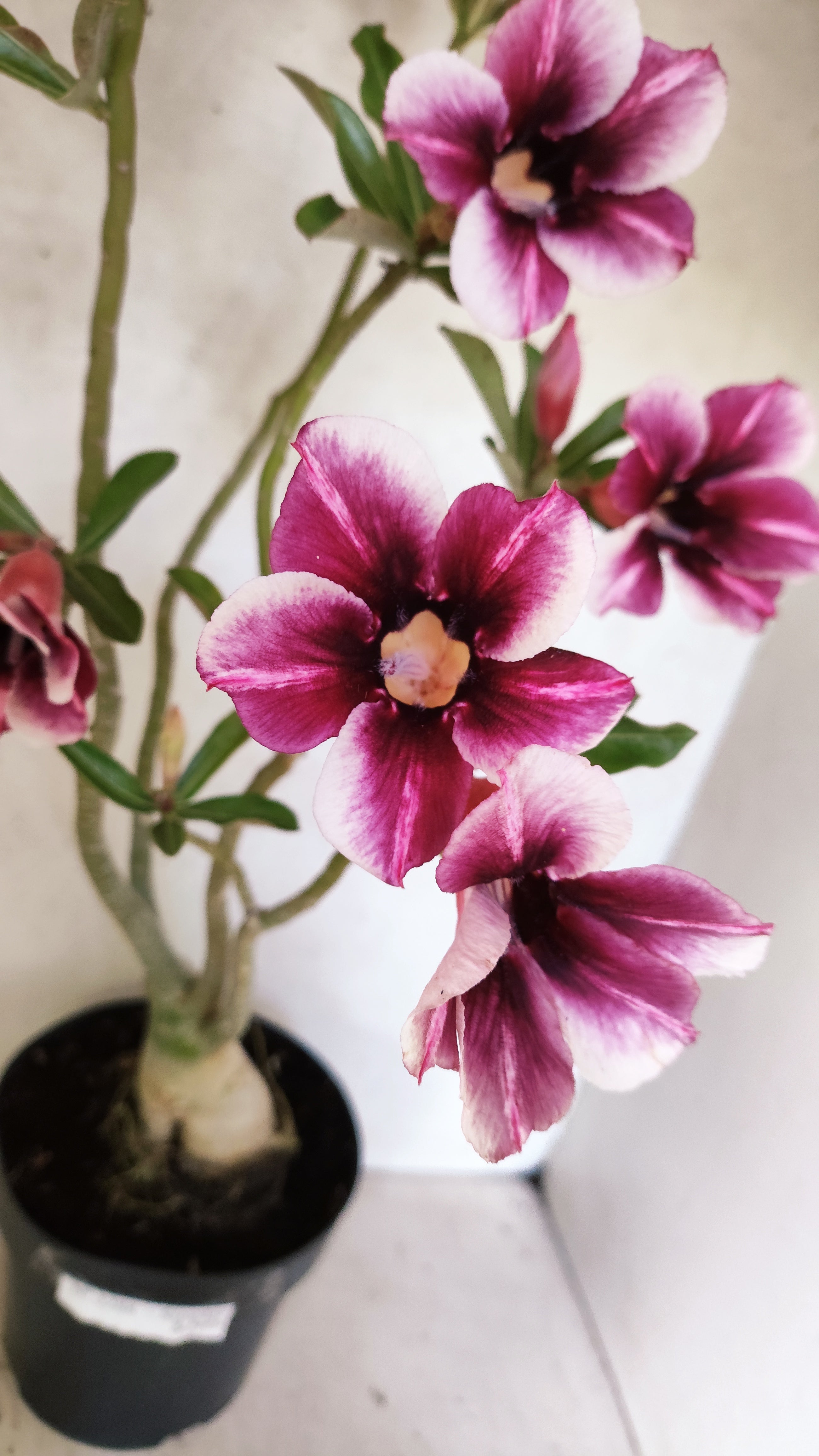 Planta Simples 3288 – 55cm – 04 anos