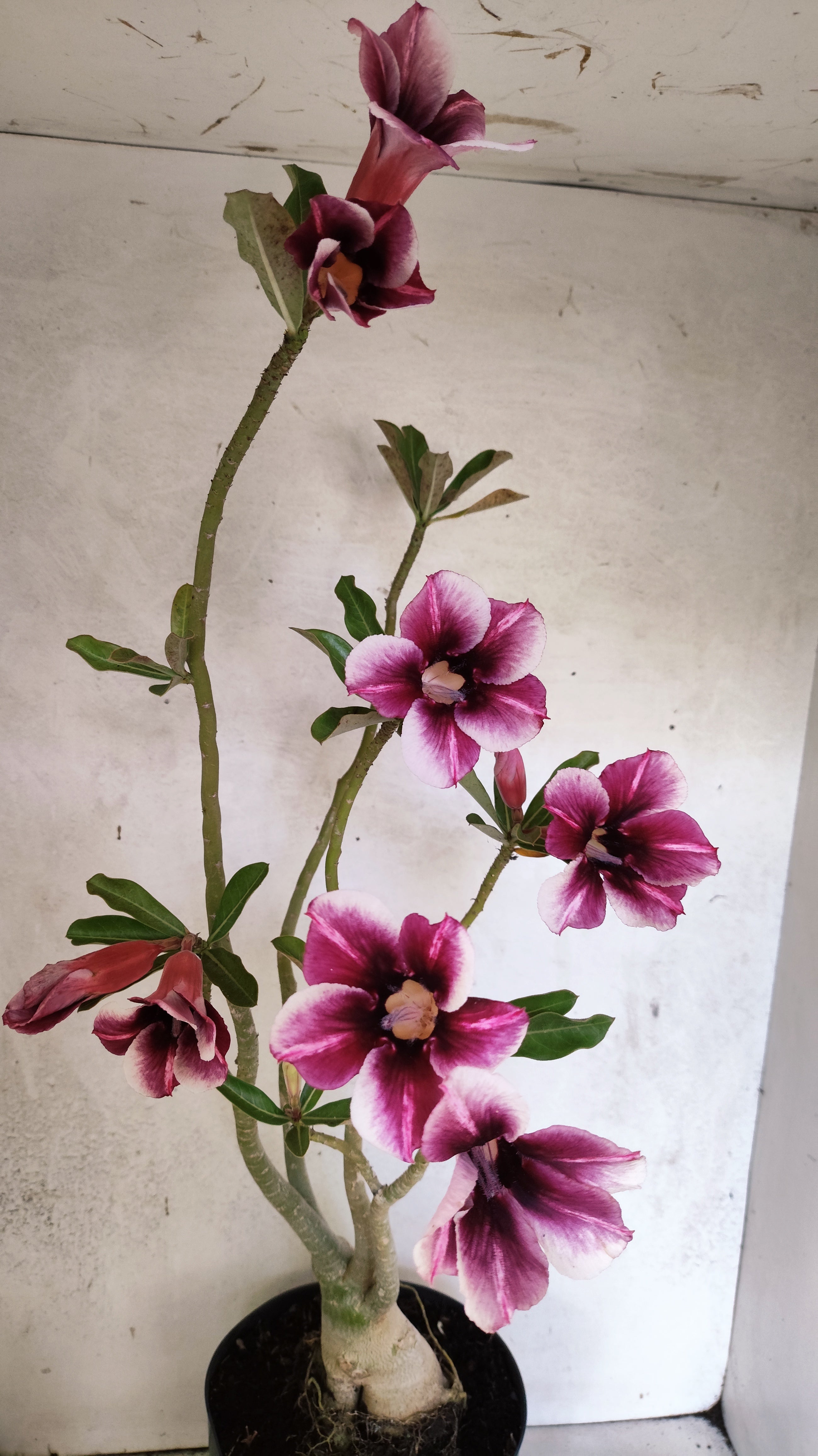 Planta Simples 3288 – 55cm – 04 anos
