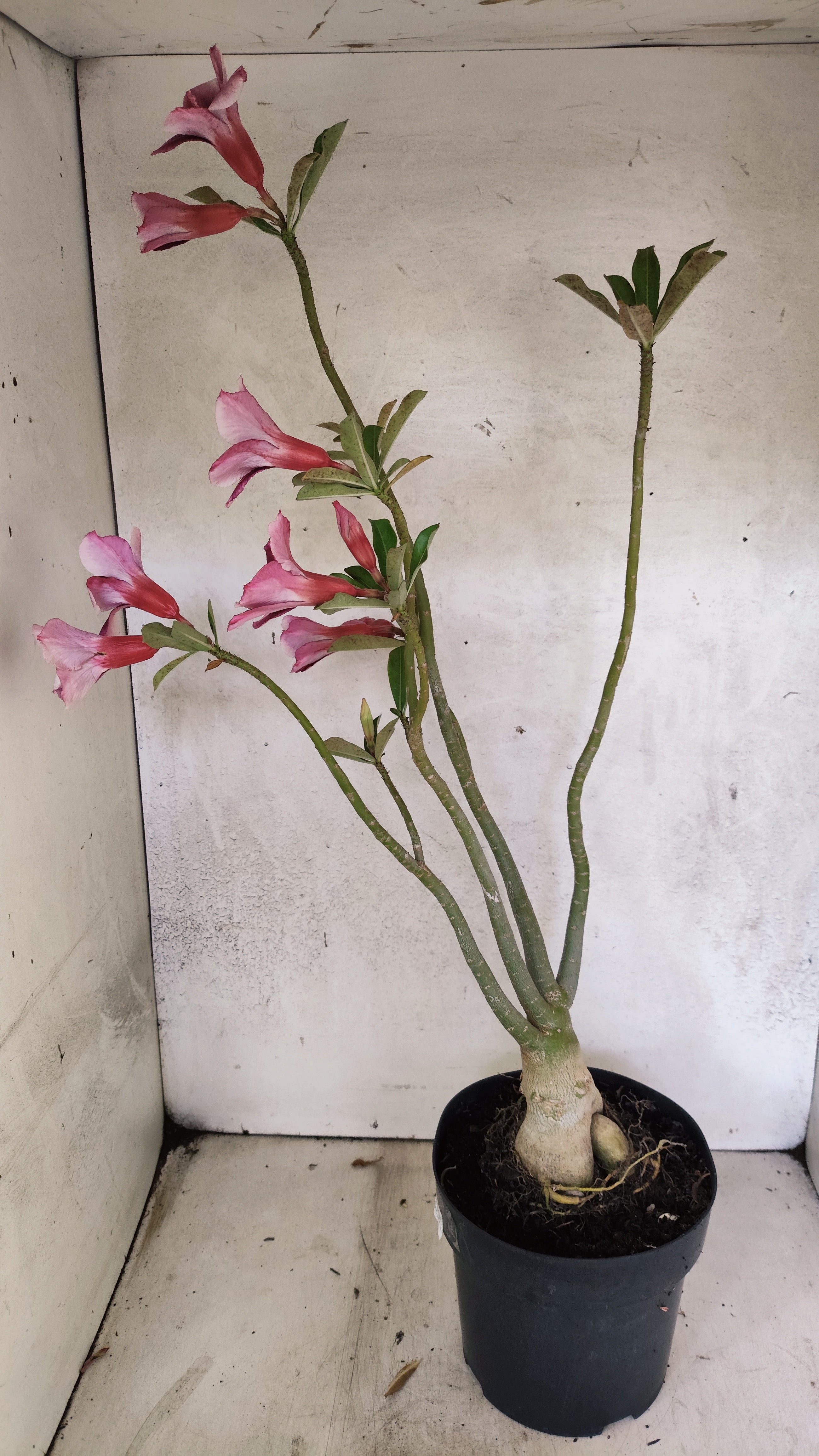 Planta Simples 3288 – 55cm – 04 anos