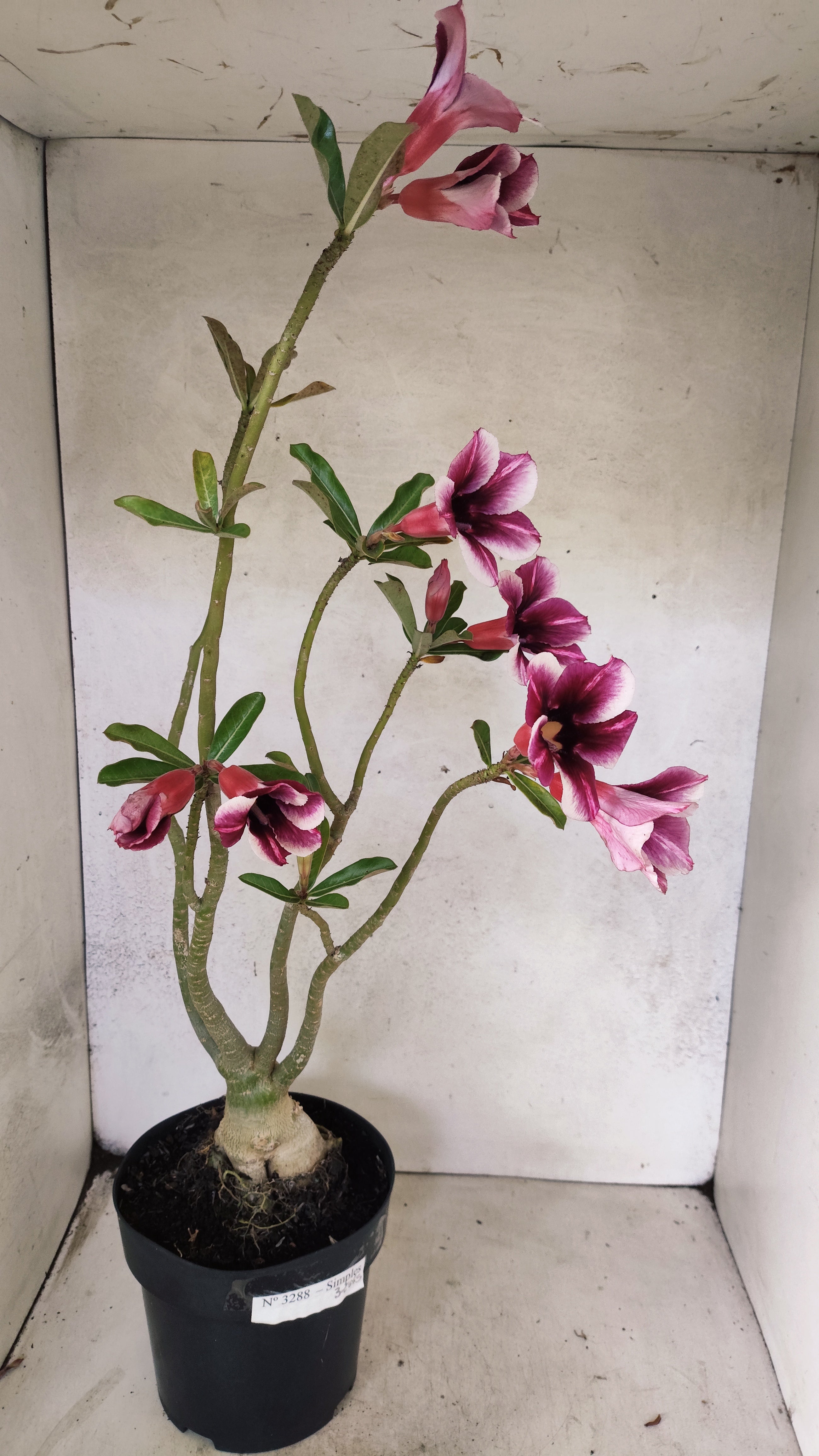 Planta Simples 3288 – 55cm – 04 anos